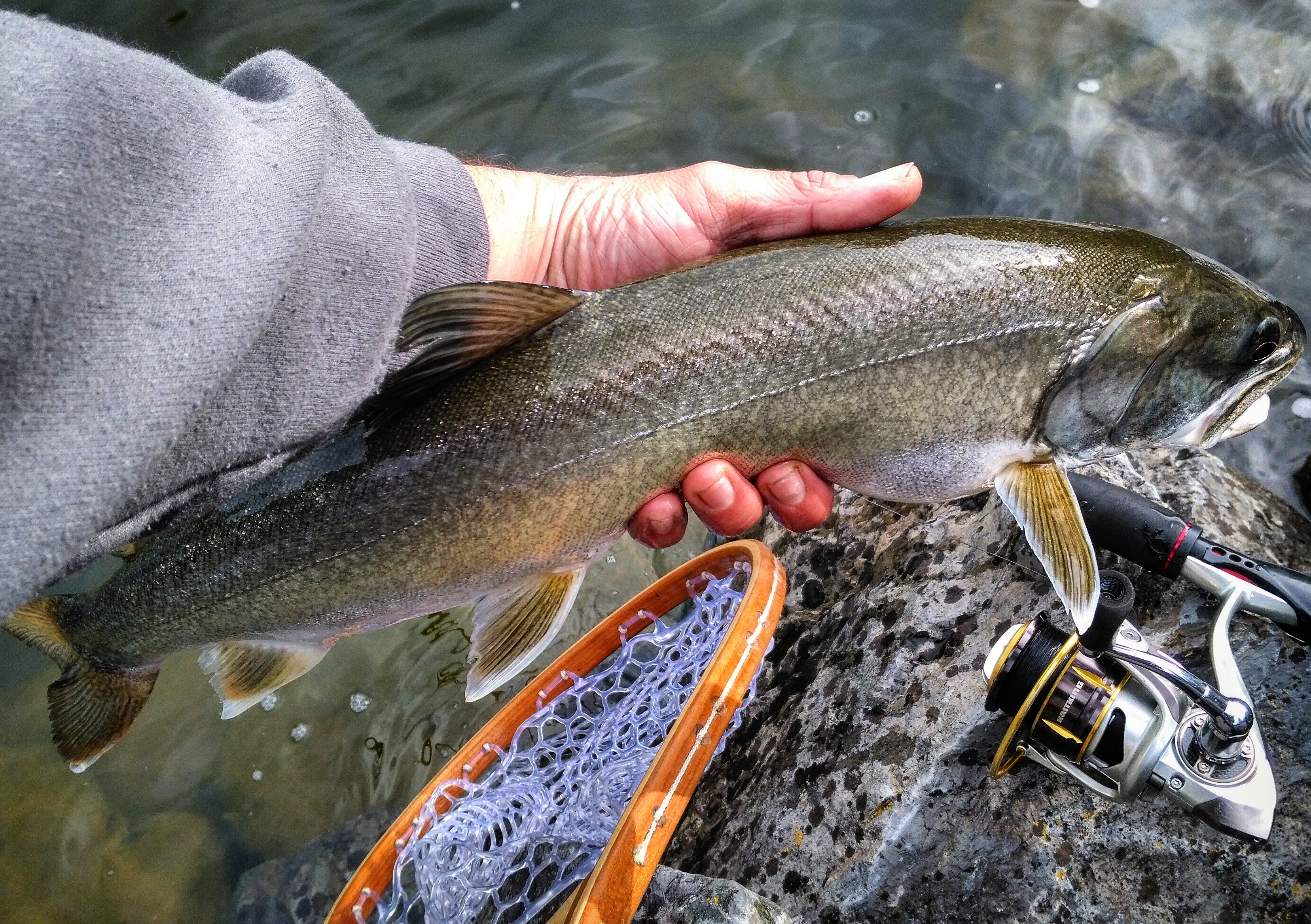Montana Lake trout Bigfork, MT r/Fishing