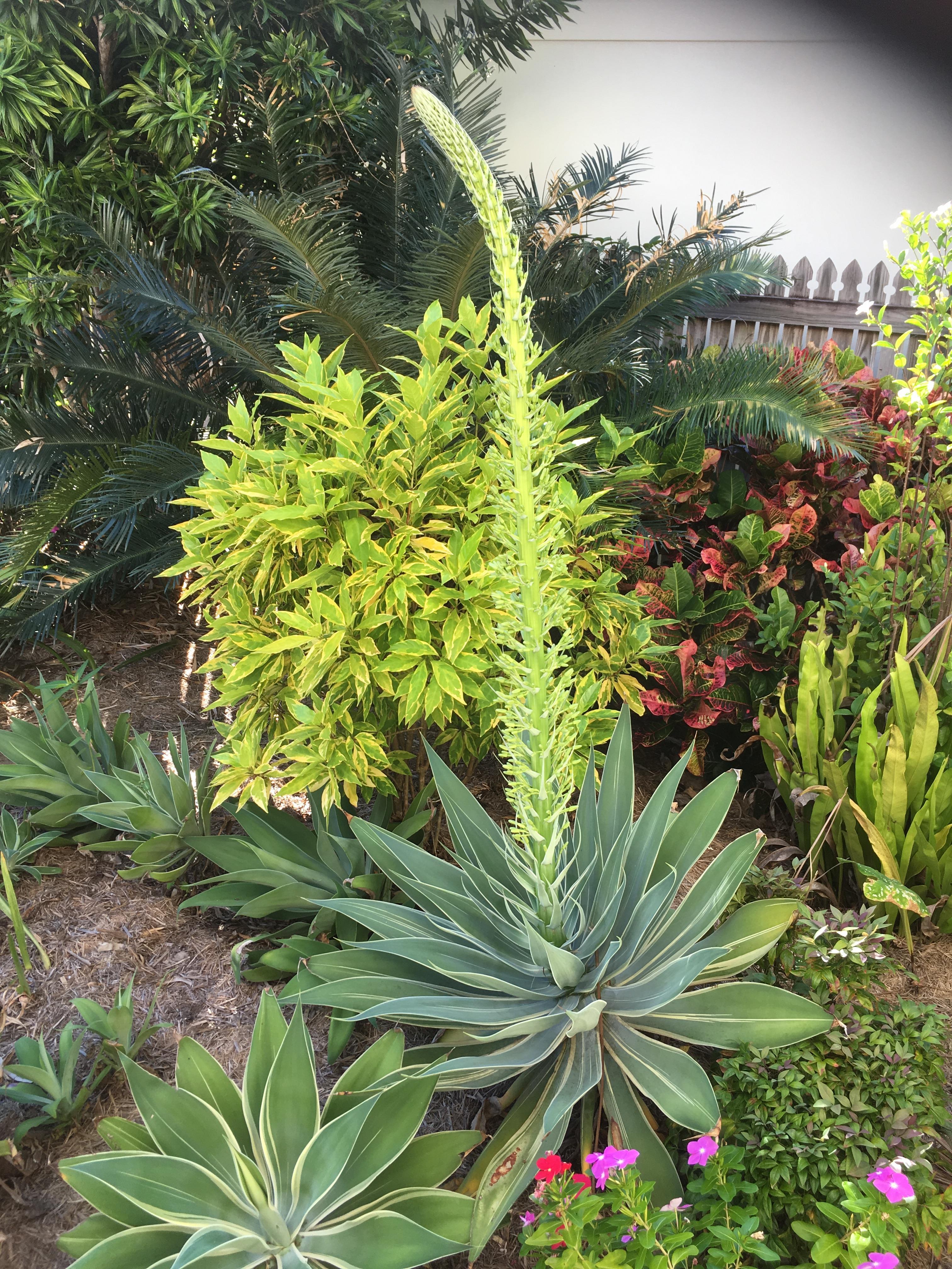 This tall flower spike on my Agave plant mildlyinteresting