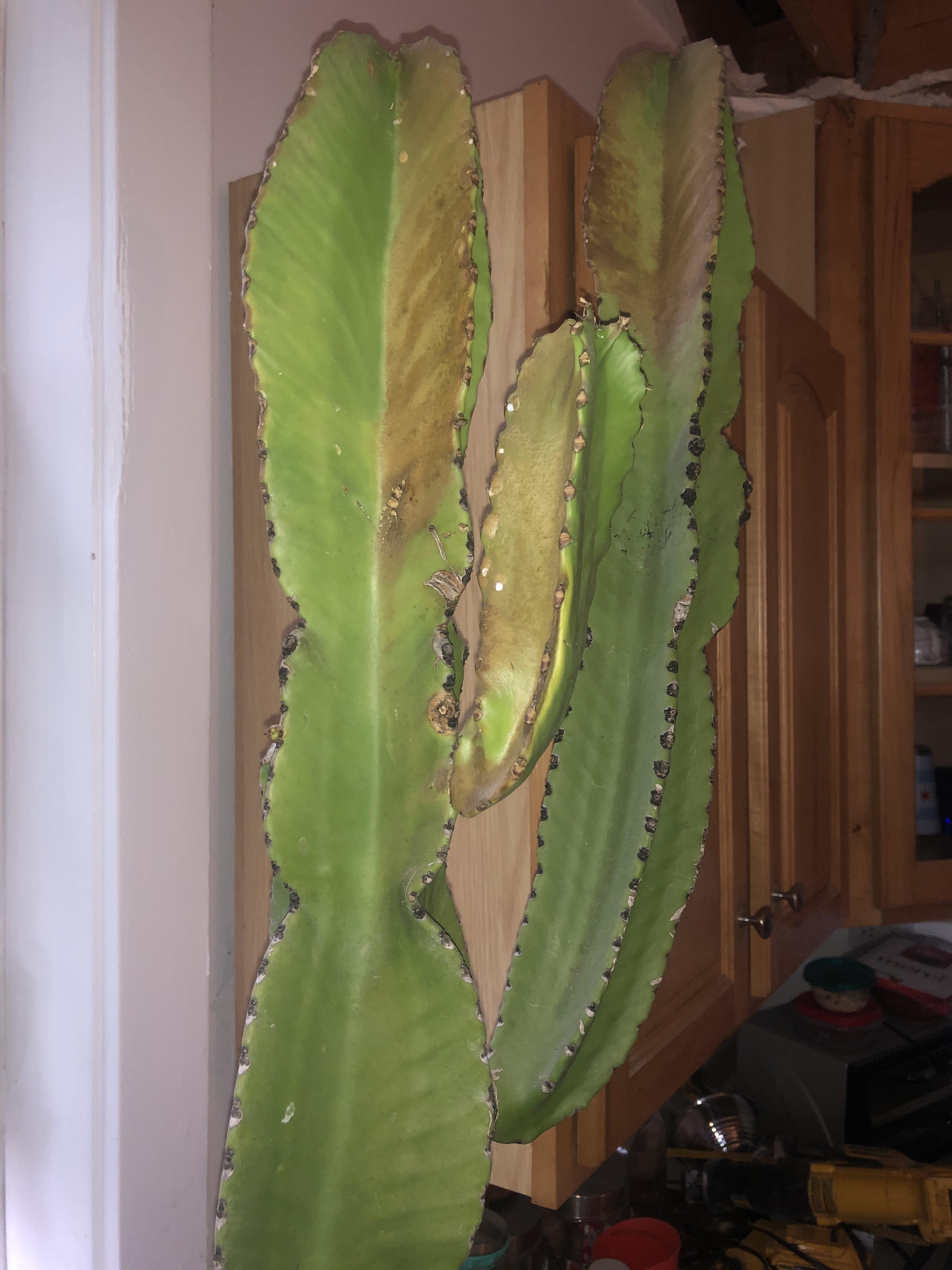 Why is this euphorbia turning brown and what can I do to save it? r