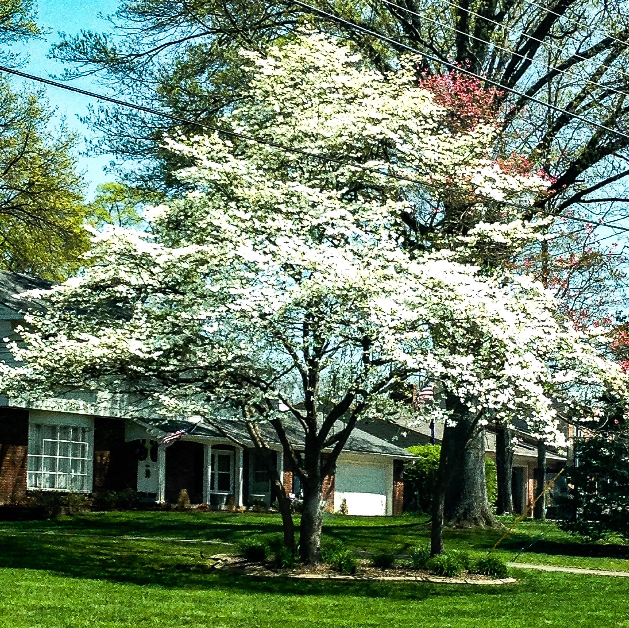 Top 101+ Pictures Images Of Dogwood Trees Updated