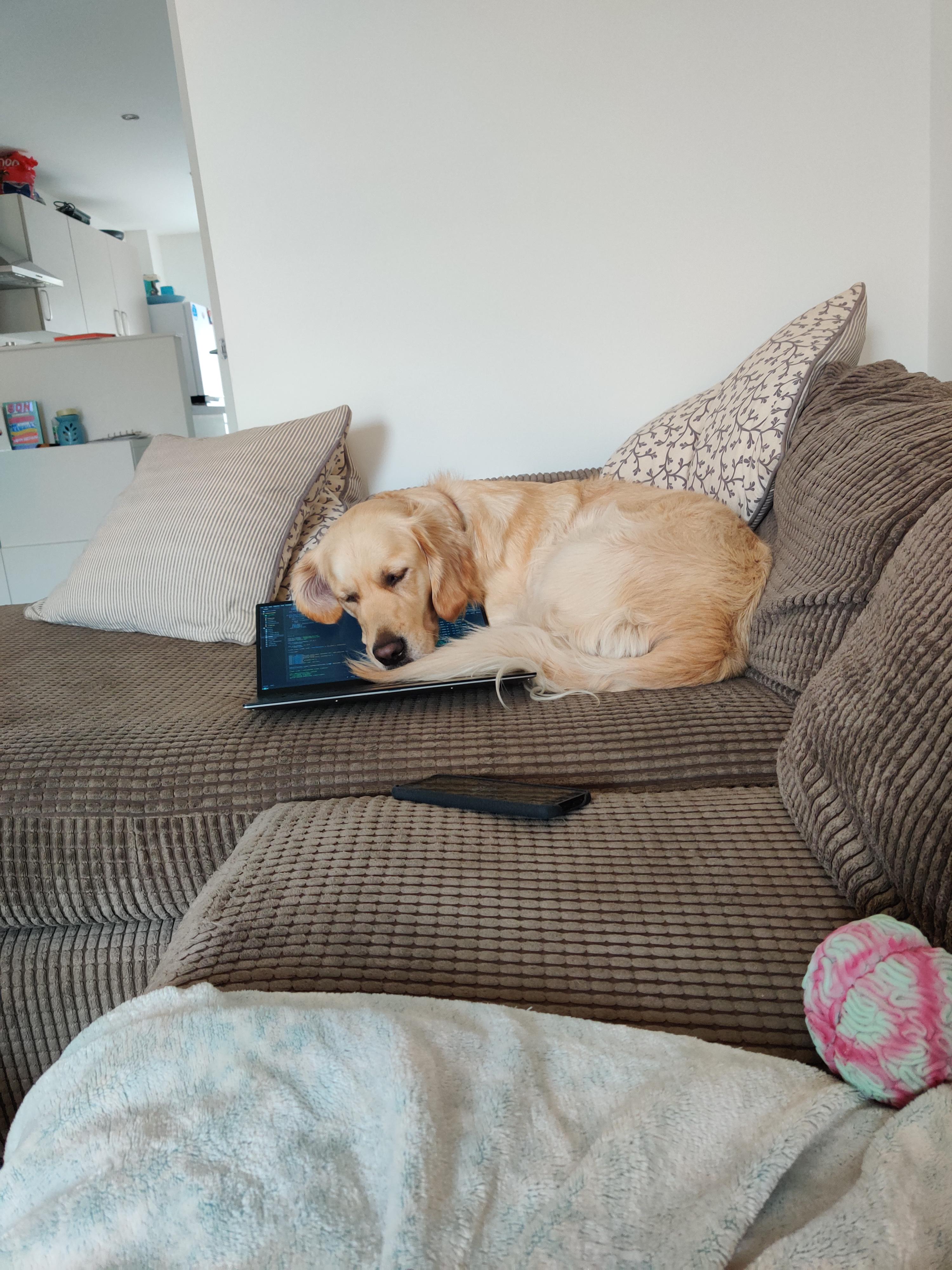 Who said it's just cats that like a warm laptop. r/aww
