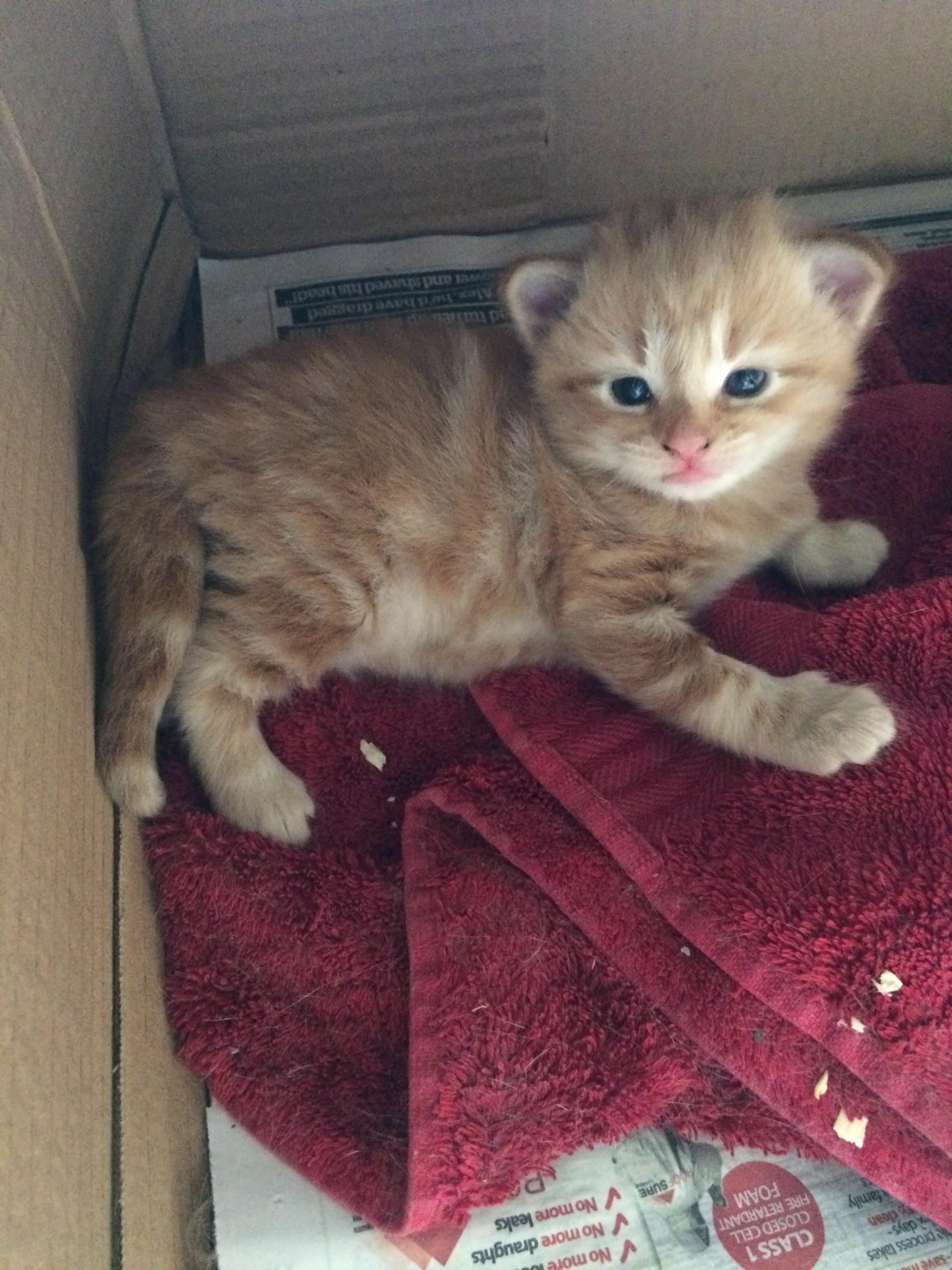 Friend’s cat just had kittens and sent me a photo to convince me and my