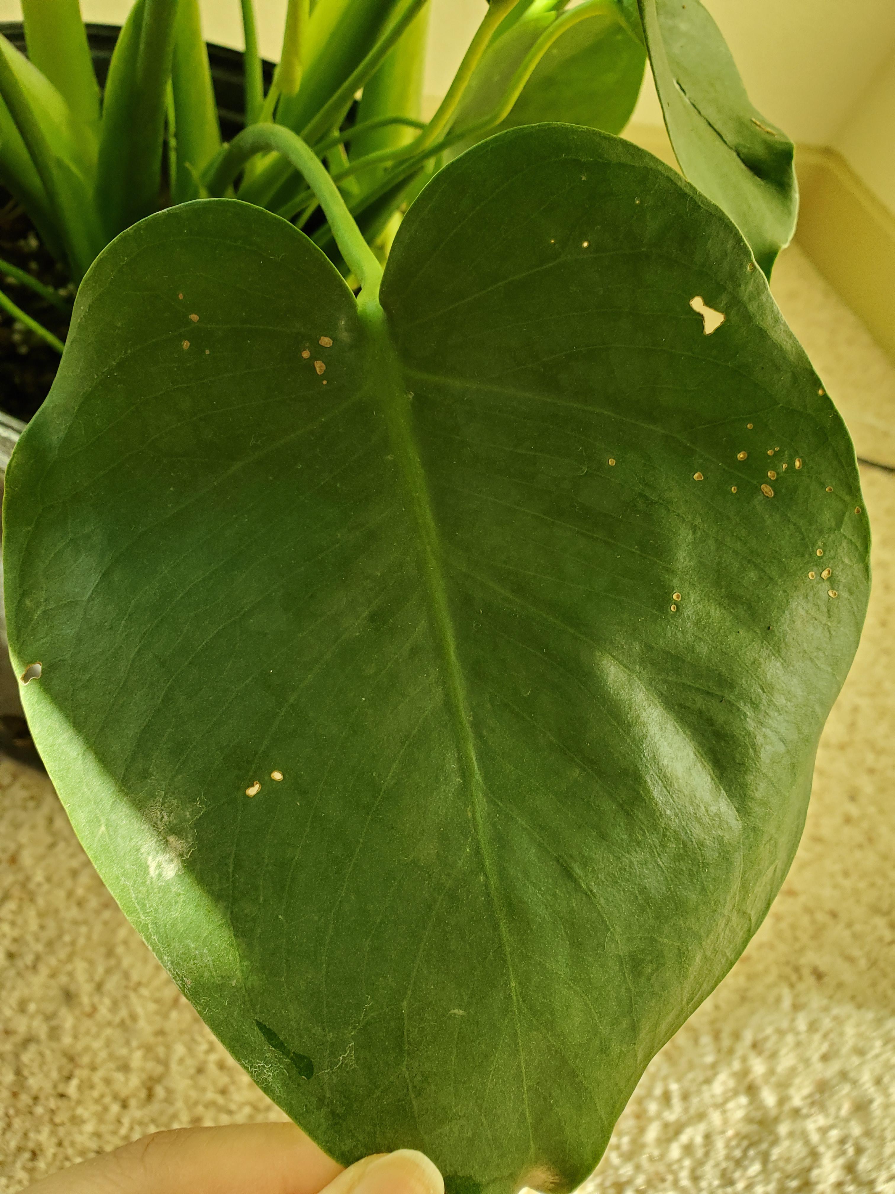 Monstera deliciosa with tiny holes on leaf, should I be worried? Should