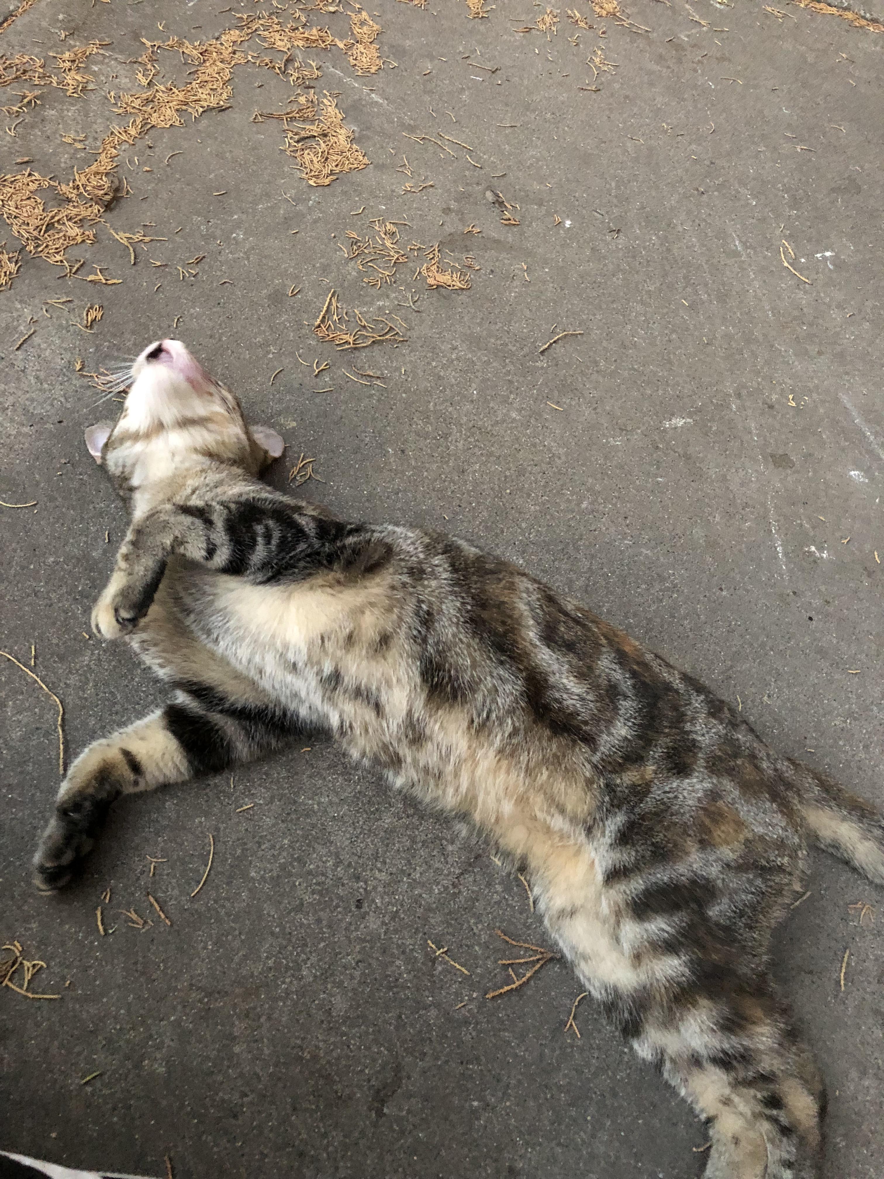 A super affectionate stray in my apartment complex! r/cats