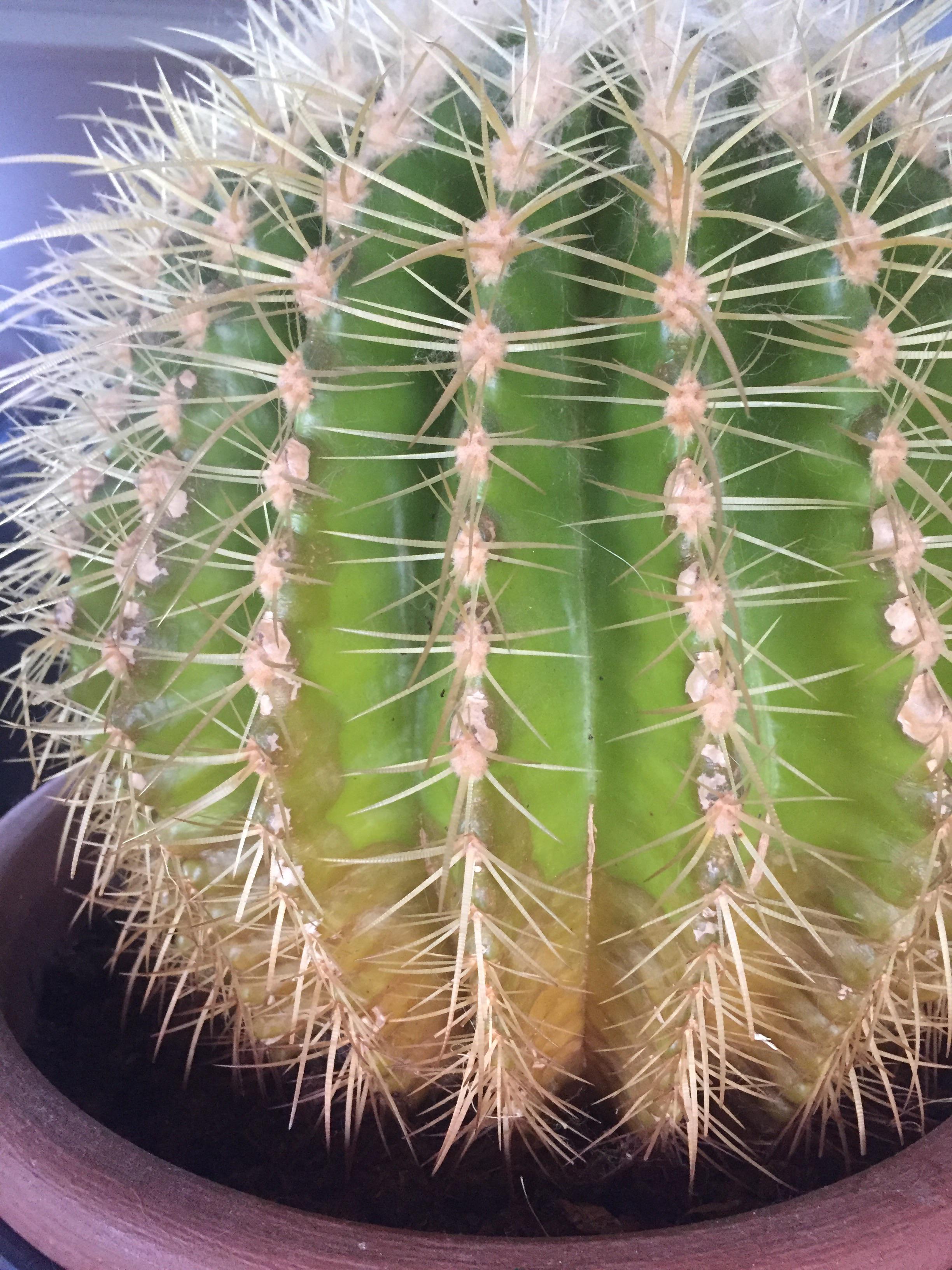 Why is my cactus turning brown at its bottom? r/cactus