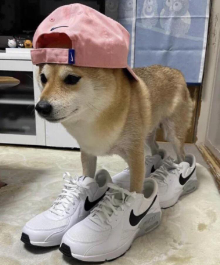 Drip Dog r/LittleHangout