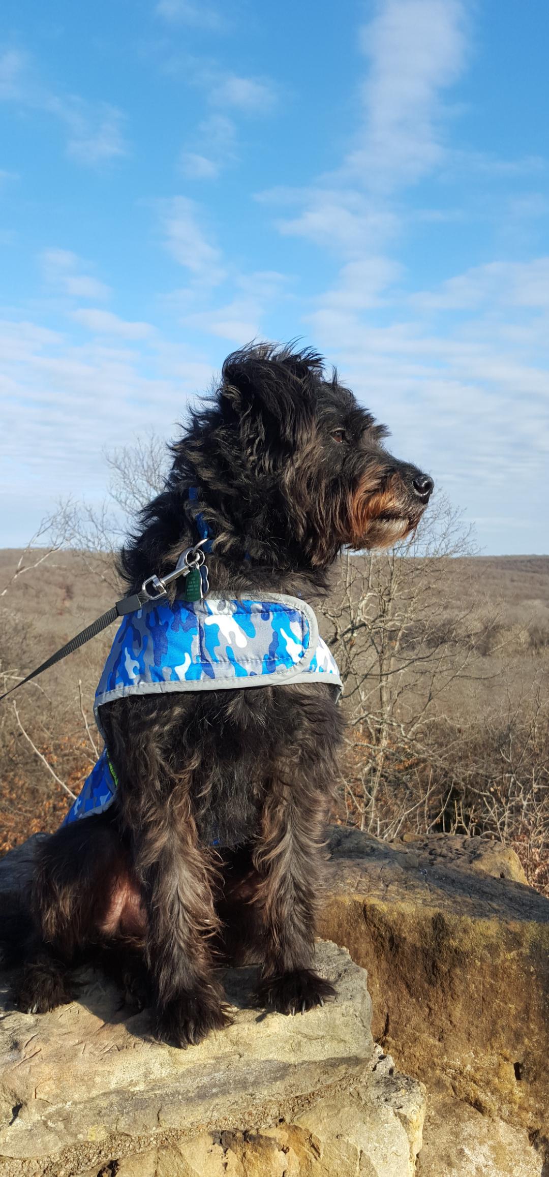 Our Schnauzer mix standing on top of rock peak on a hiking trip. r