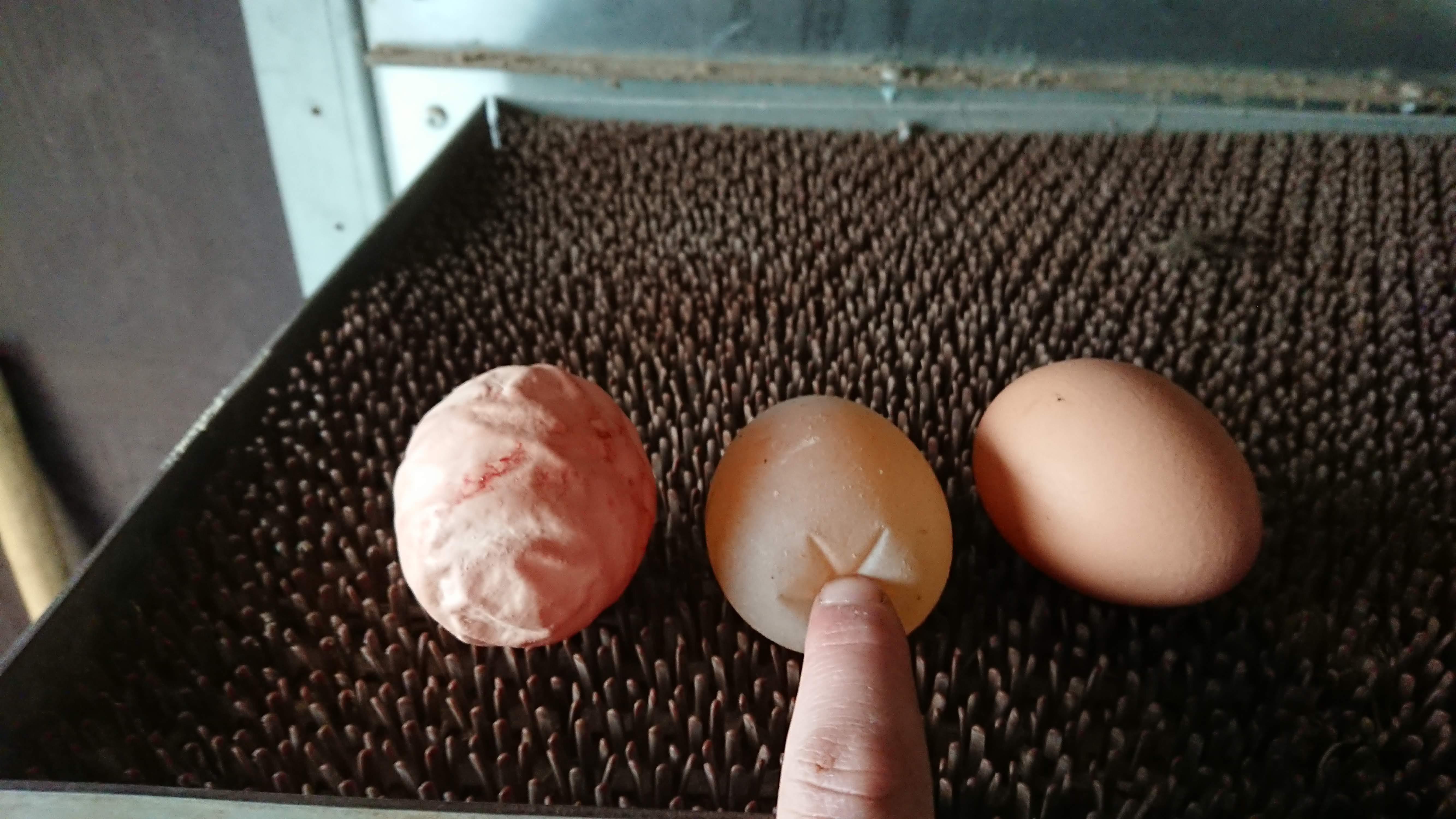 A collection of weird eggs r/WeirdEggs