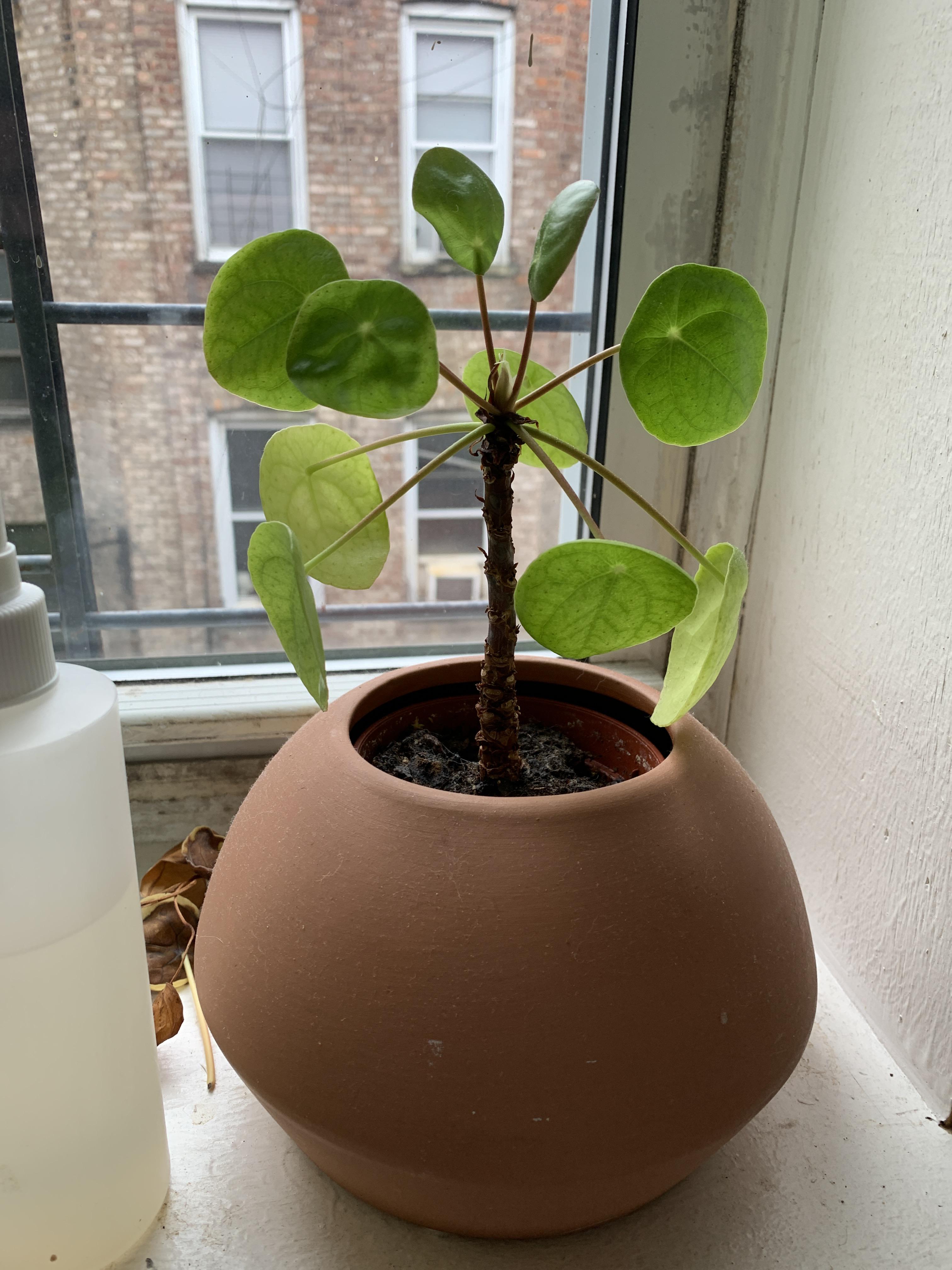 Pilea’s bottom leaves keep turning yellow and falling off help