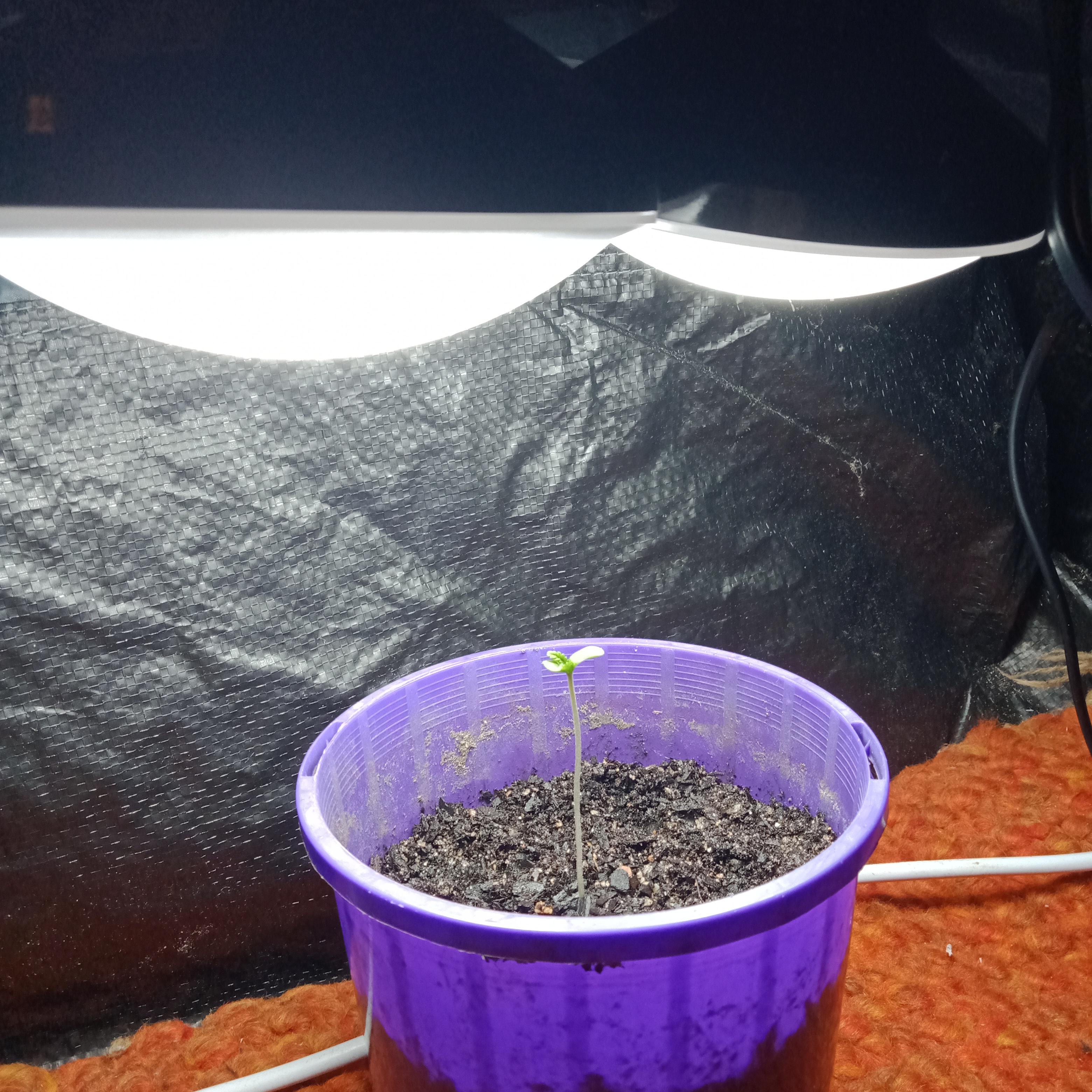 So my plant wasn't getting enough light outside because of all the rain