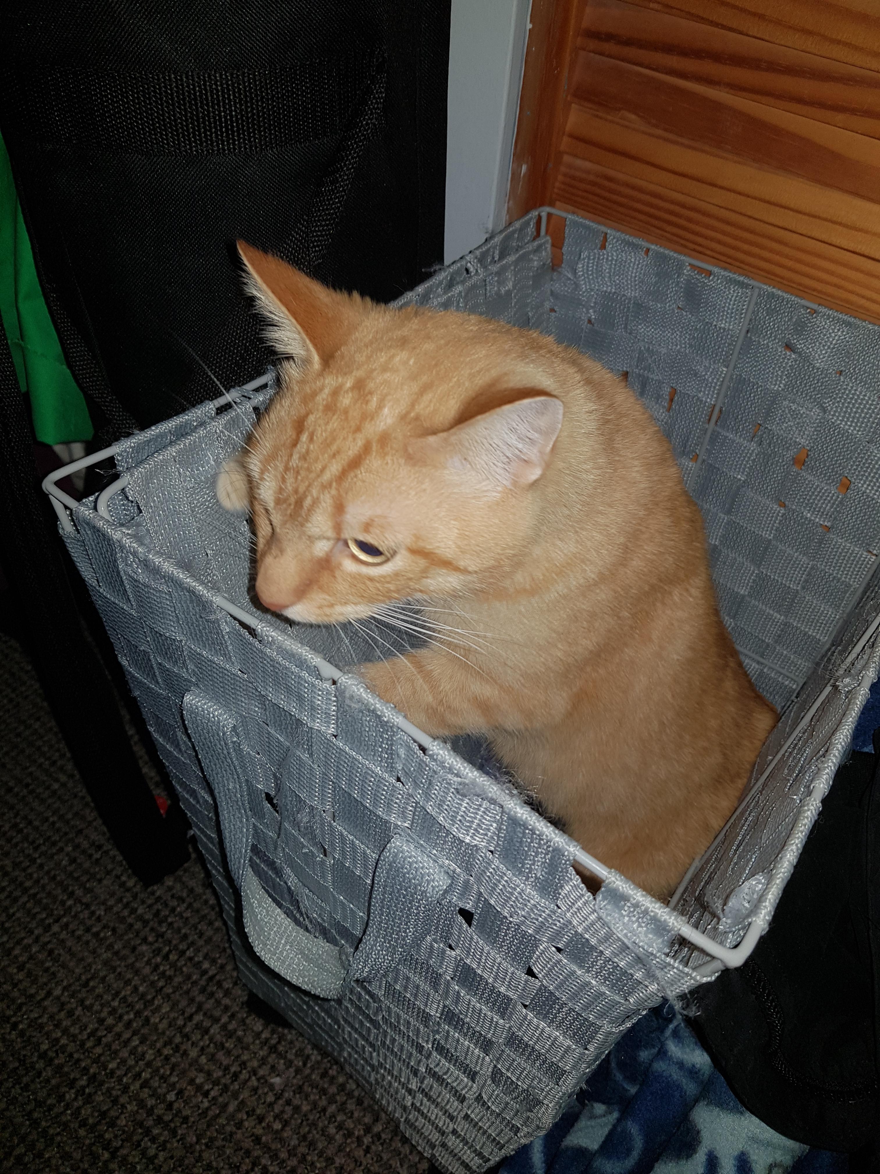 Cat In The Laundry Basket r/aww