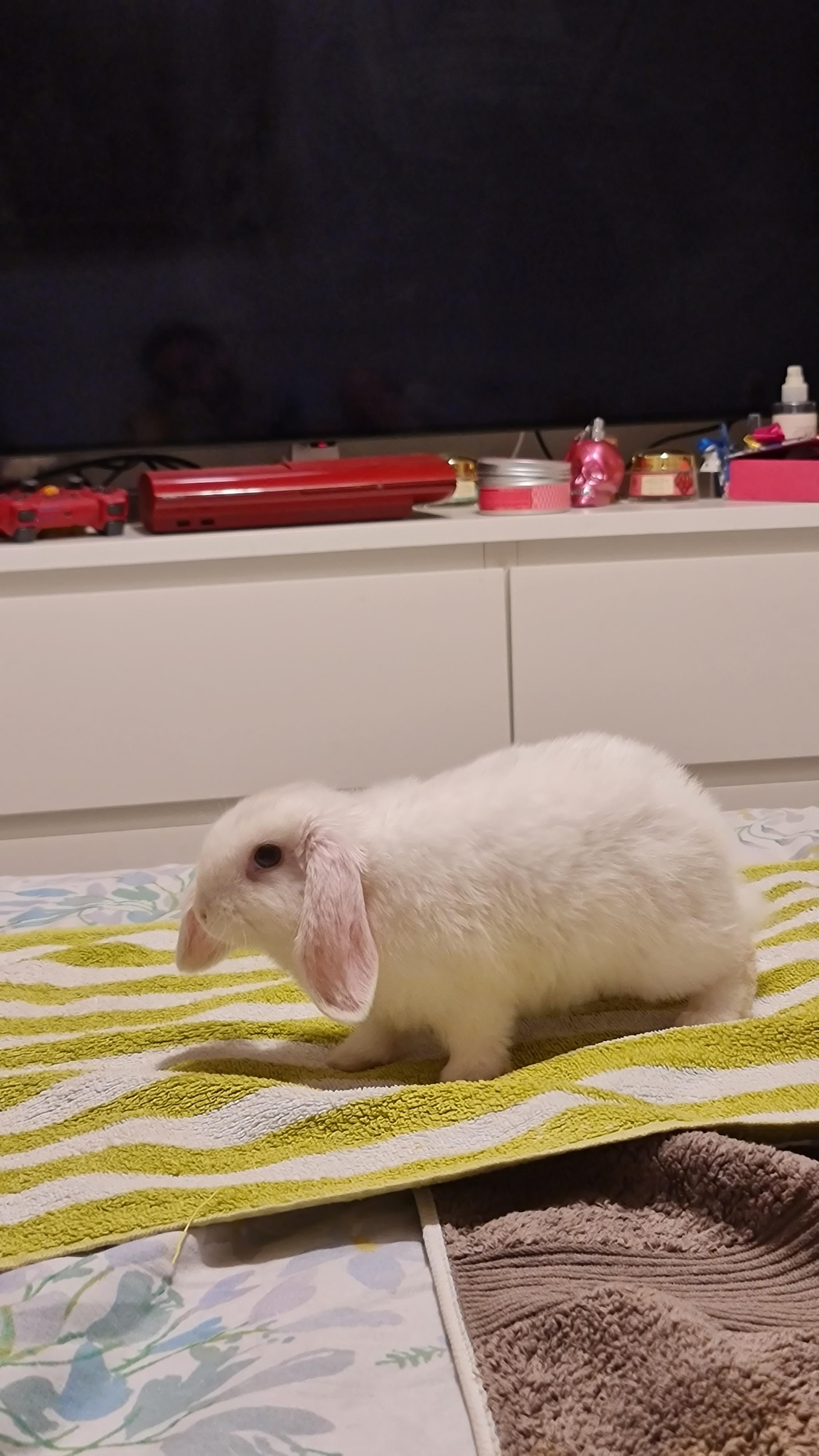 Is my rabbit obese/fat? He is 2 months old and doesn't eat hay. I have