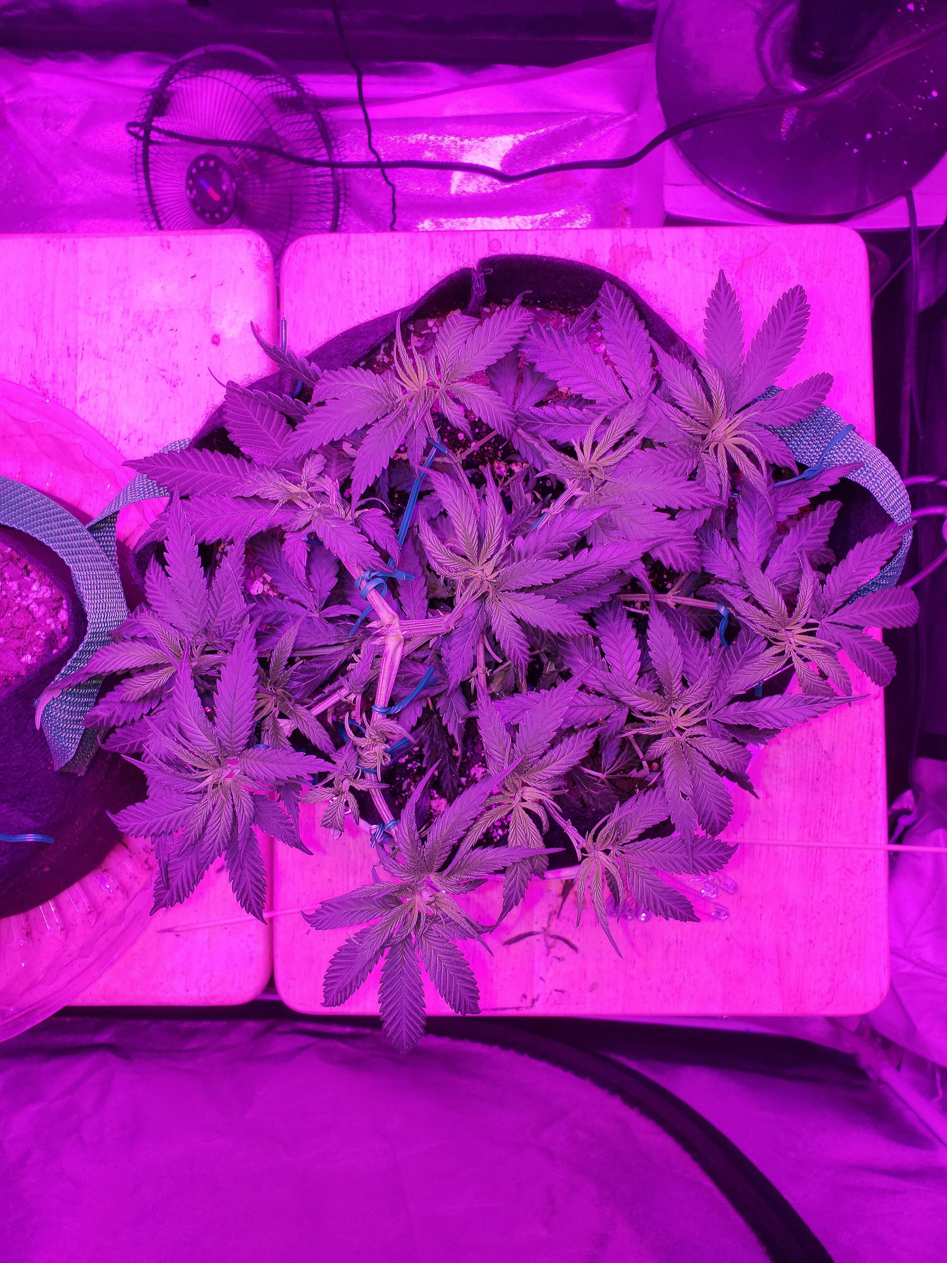 That is Northern Lights, Cannabis Indica r/trees