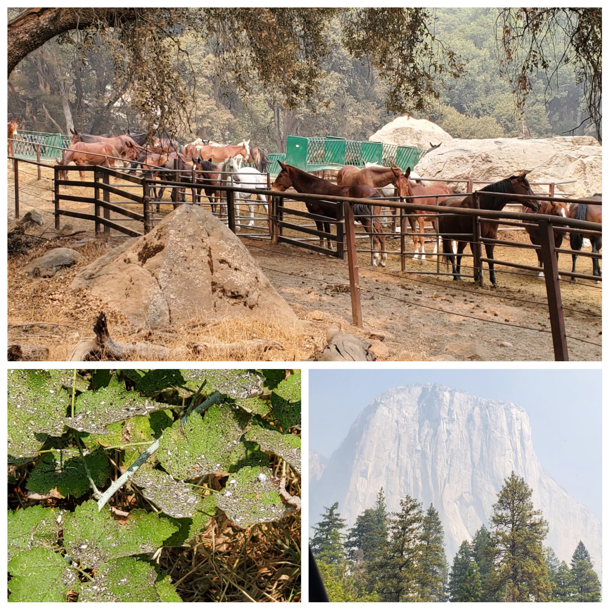 9/12/2020 Air quality. Ash, Horses and Mules at the stables. r/Yosemite