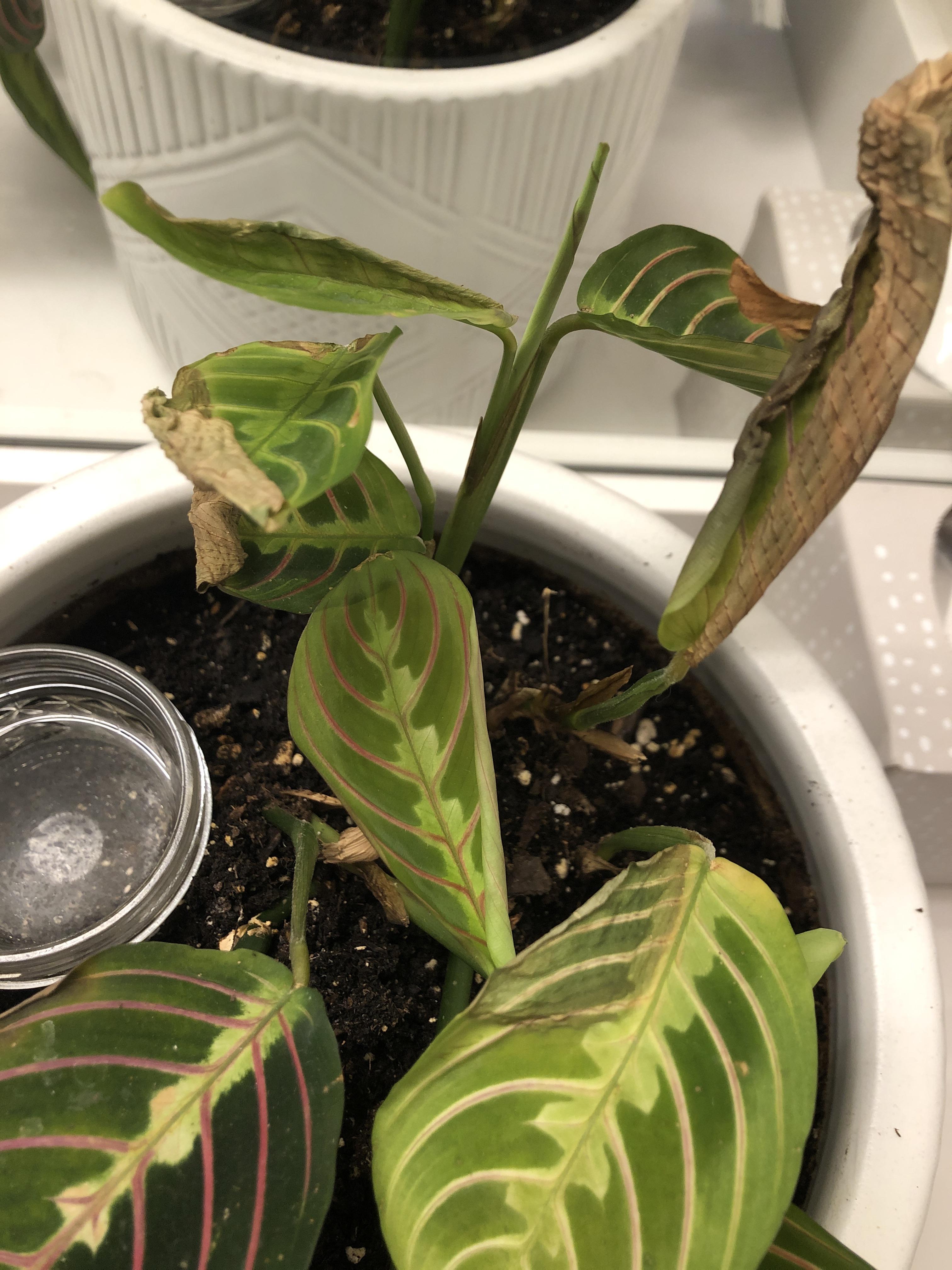 why are my new prayer plant leaves unfurling browned? r/plantclinic