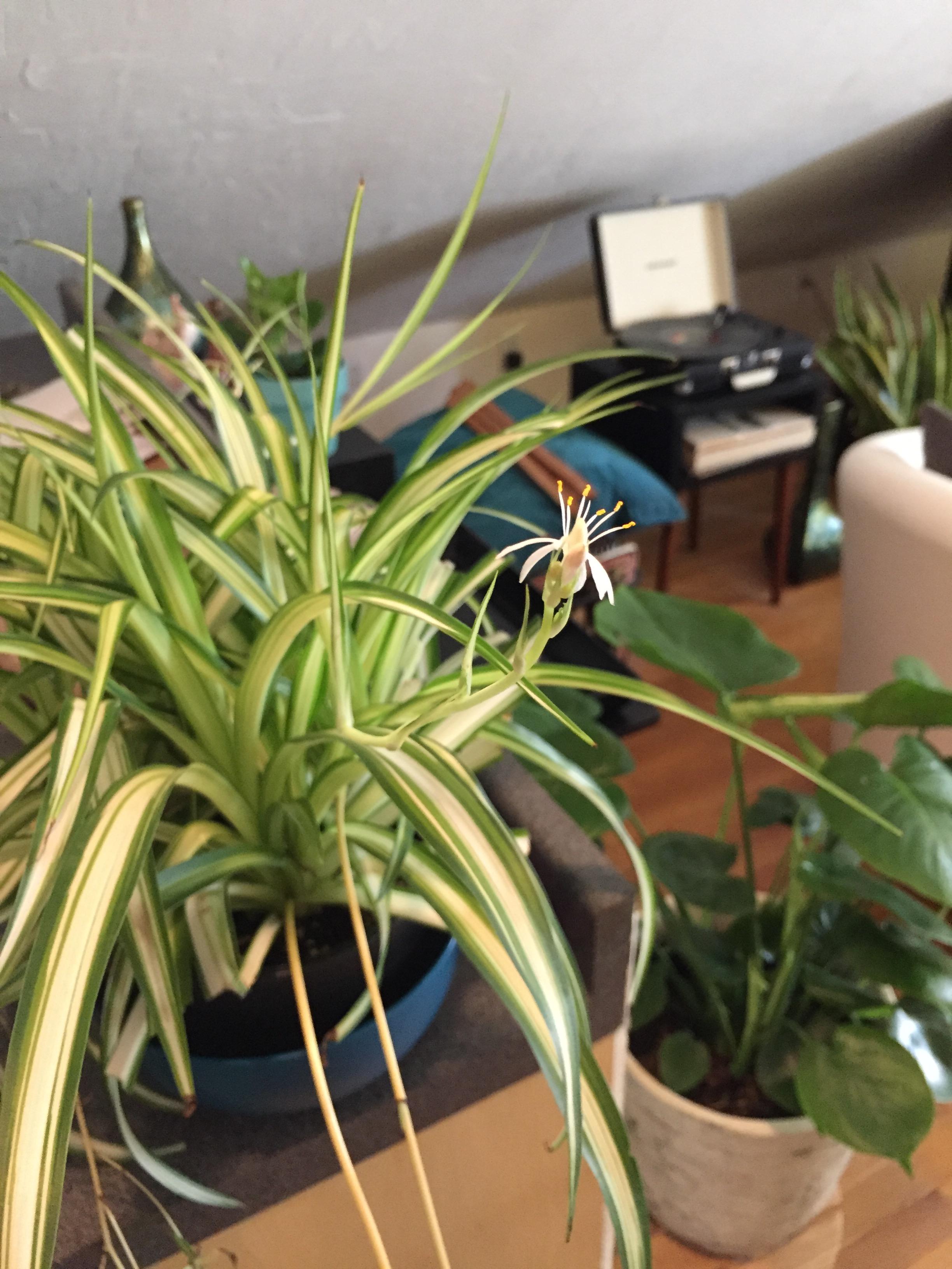 My spider plant is blooming! r/houseplants