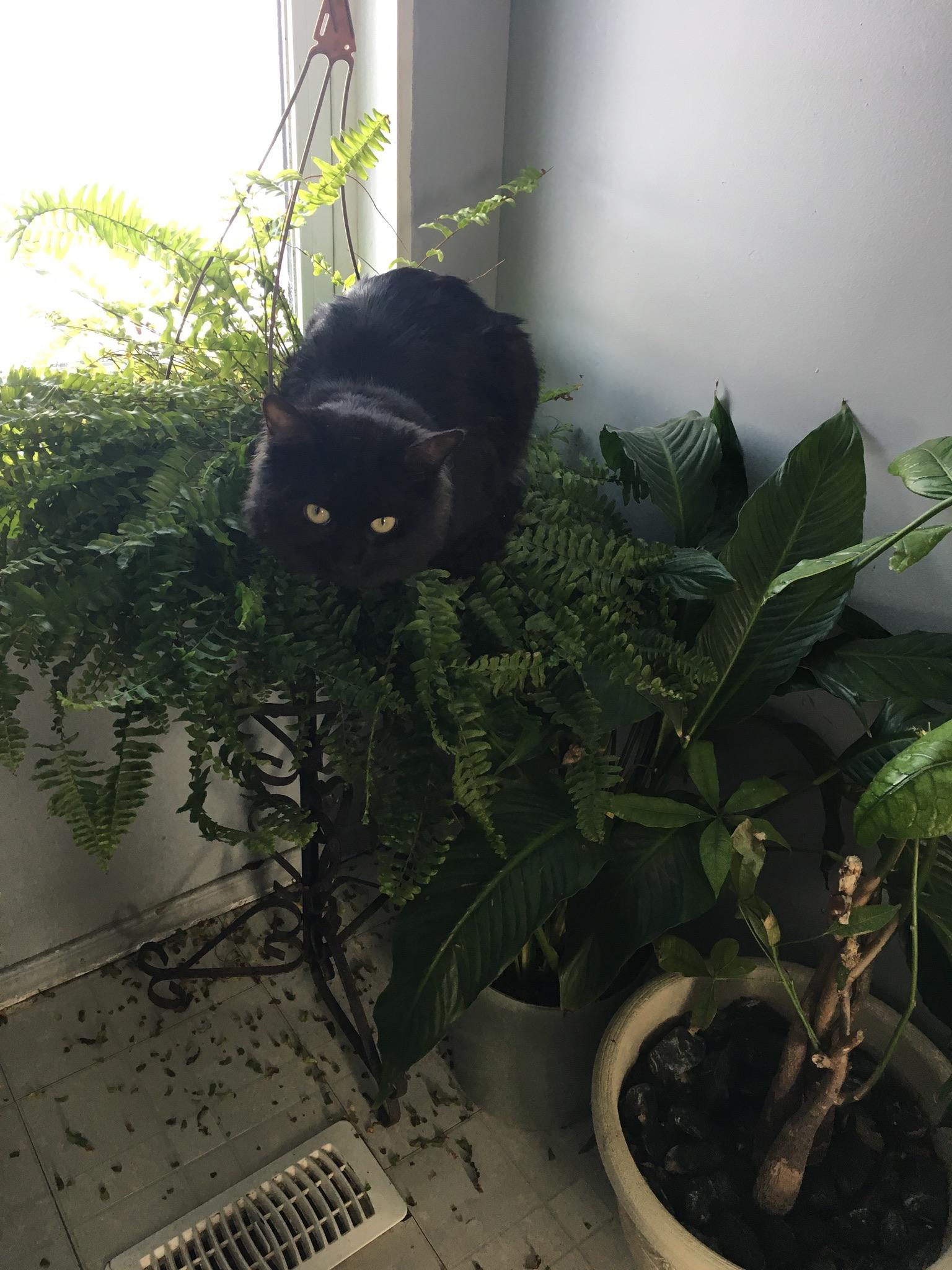 My cat likes sleeping in my houseplants r/AnimalsBeingJerks