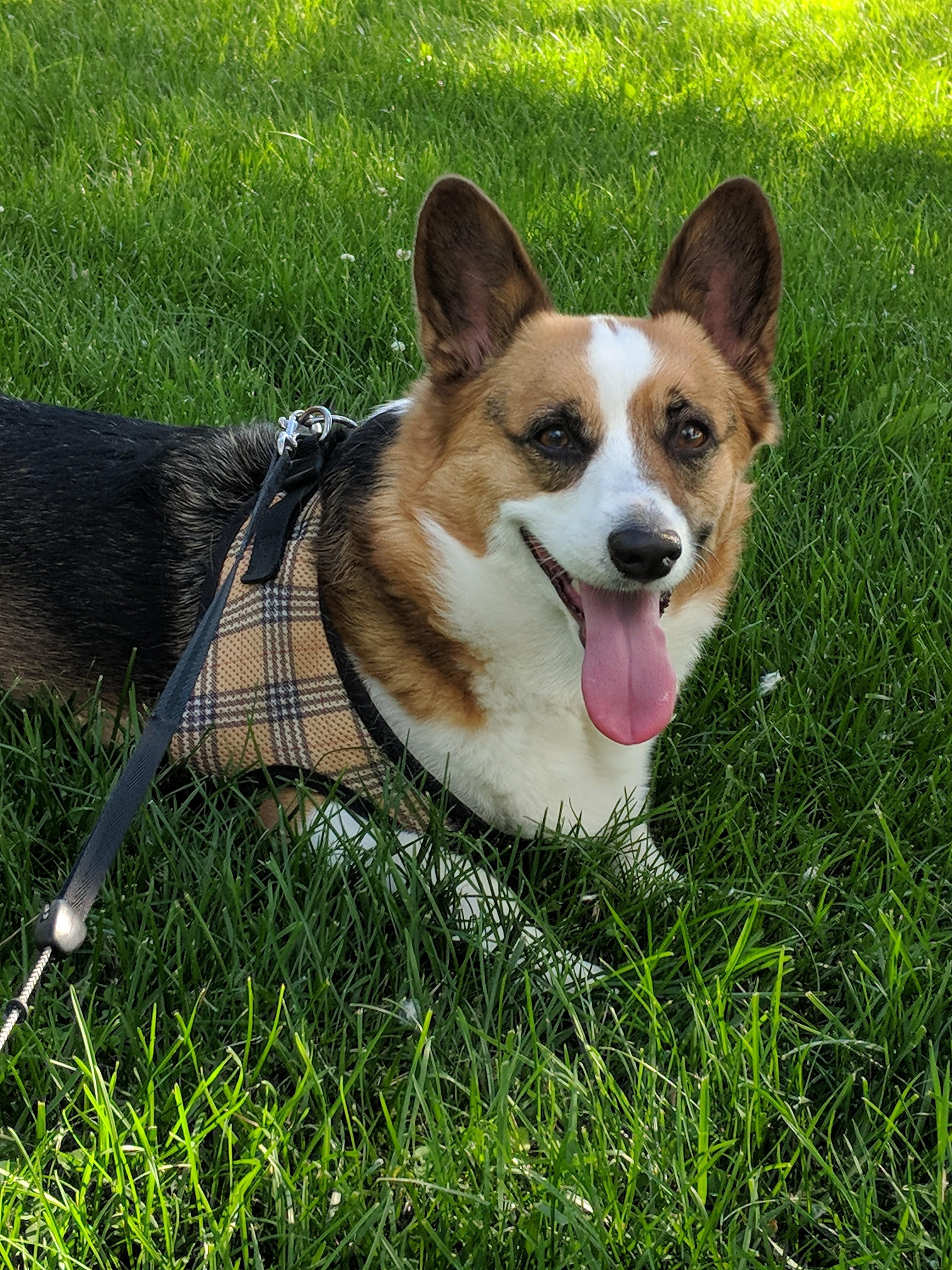 Reddit meet Olive! She's a good doggo