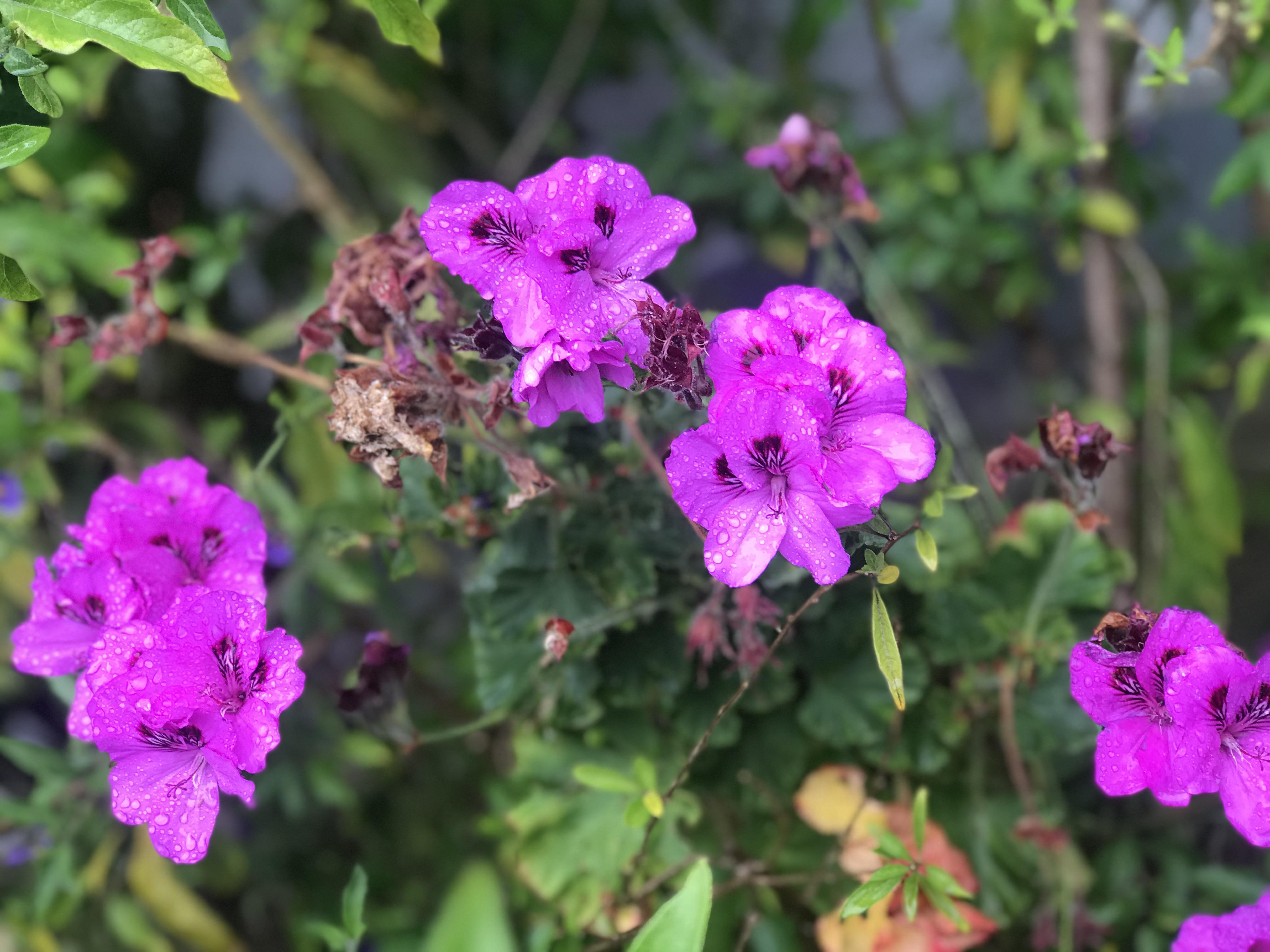 I was taking an evening stroll and came across these beautiful flowers
