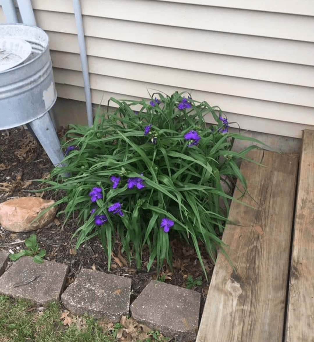 Purple blooming plant what is this? Located in the Kansas city area