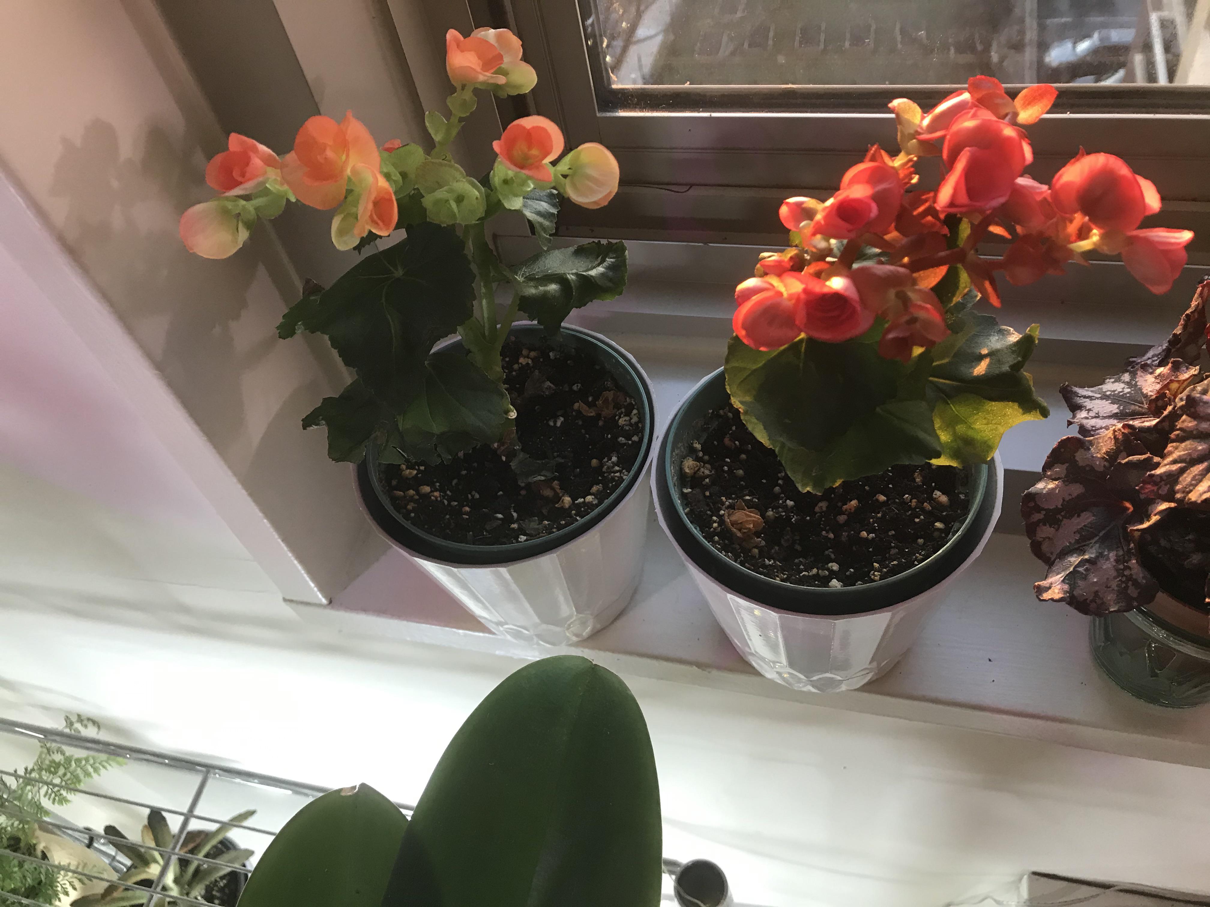 How do I make them happy and bushy? The big leaves died but new leaves