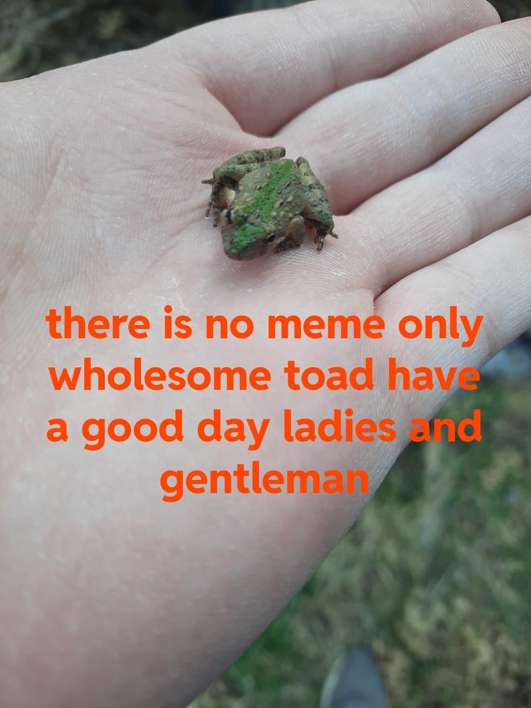 poggo froggo r/memes(05)