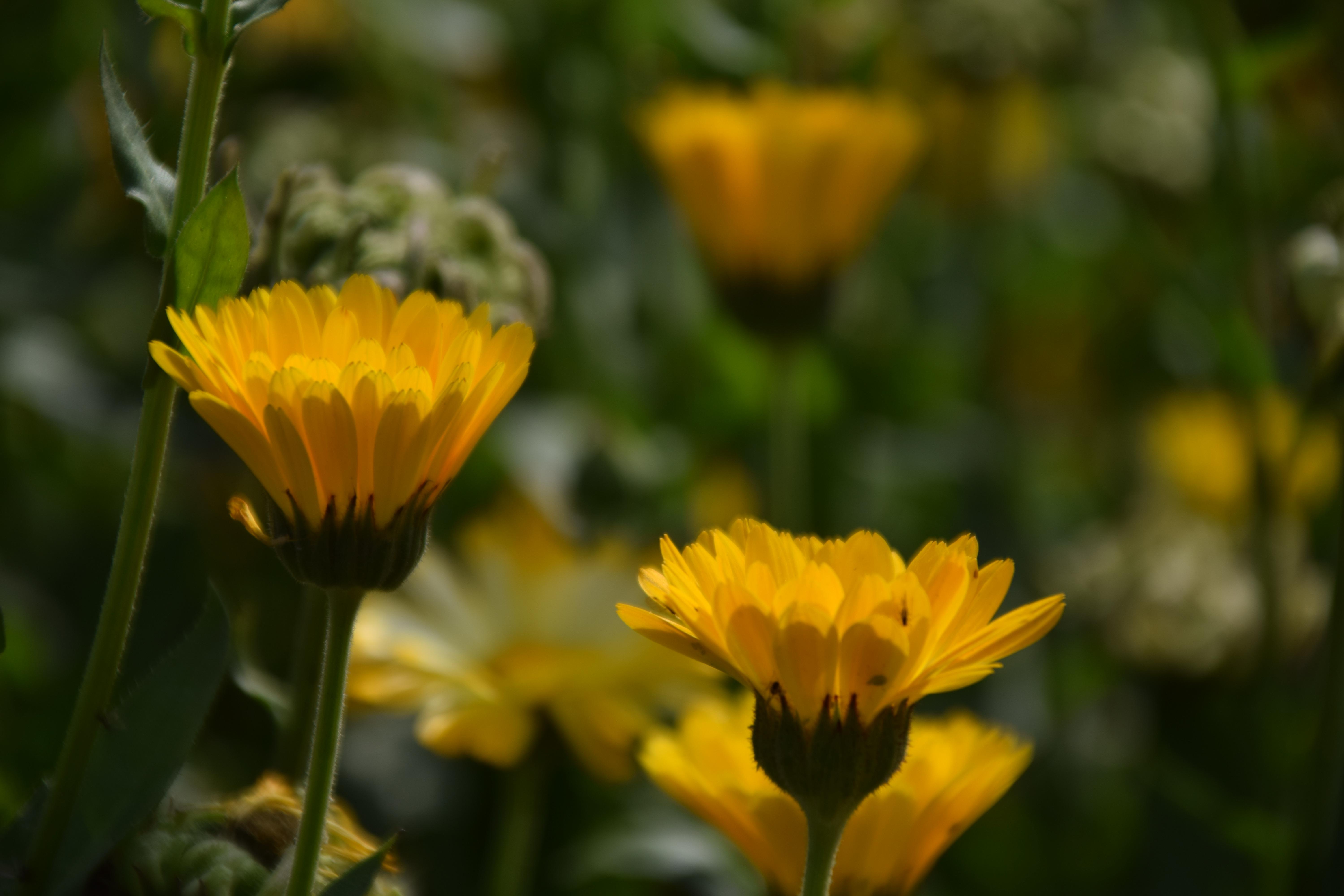Yellow flower [2560x1600] r/wallpaper