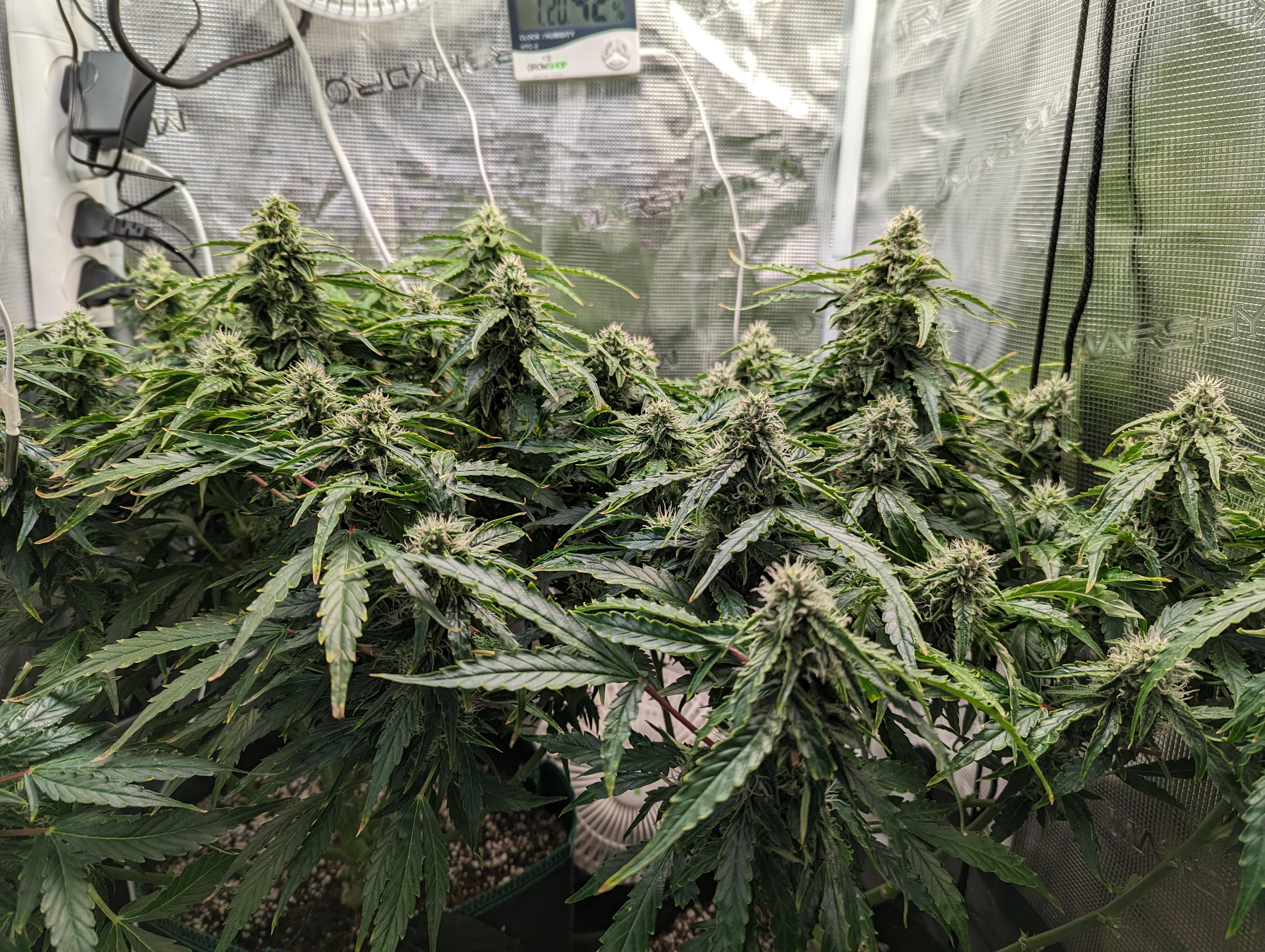 First grow, Northern lights auto. Day 65, can't wait to smoke It has