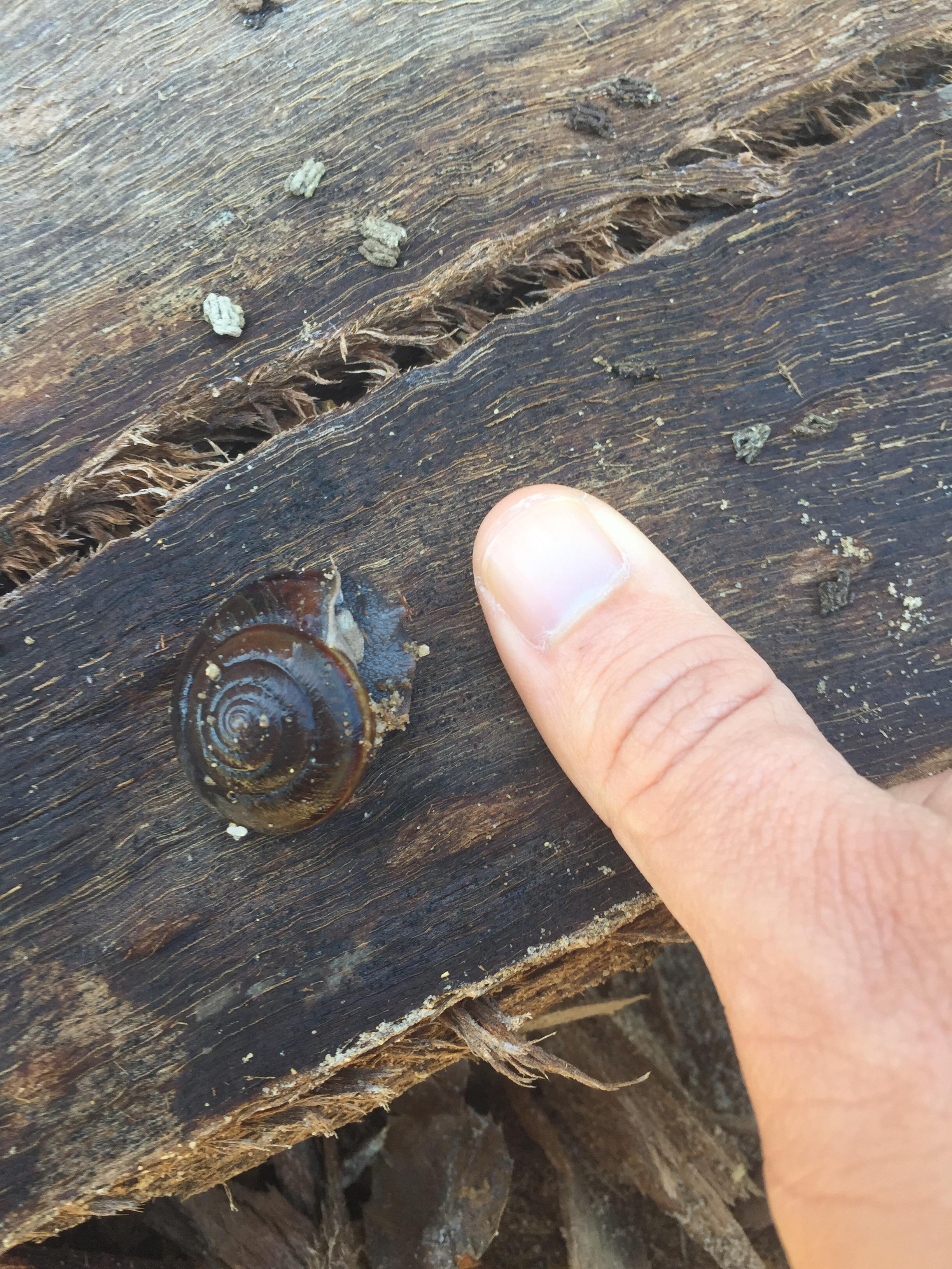 [US, California] Snail found on hike. Interesting sideways shell