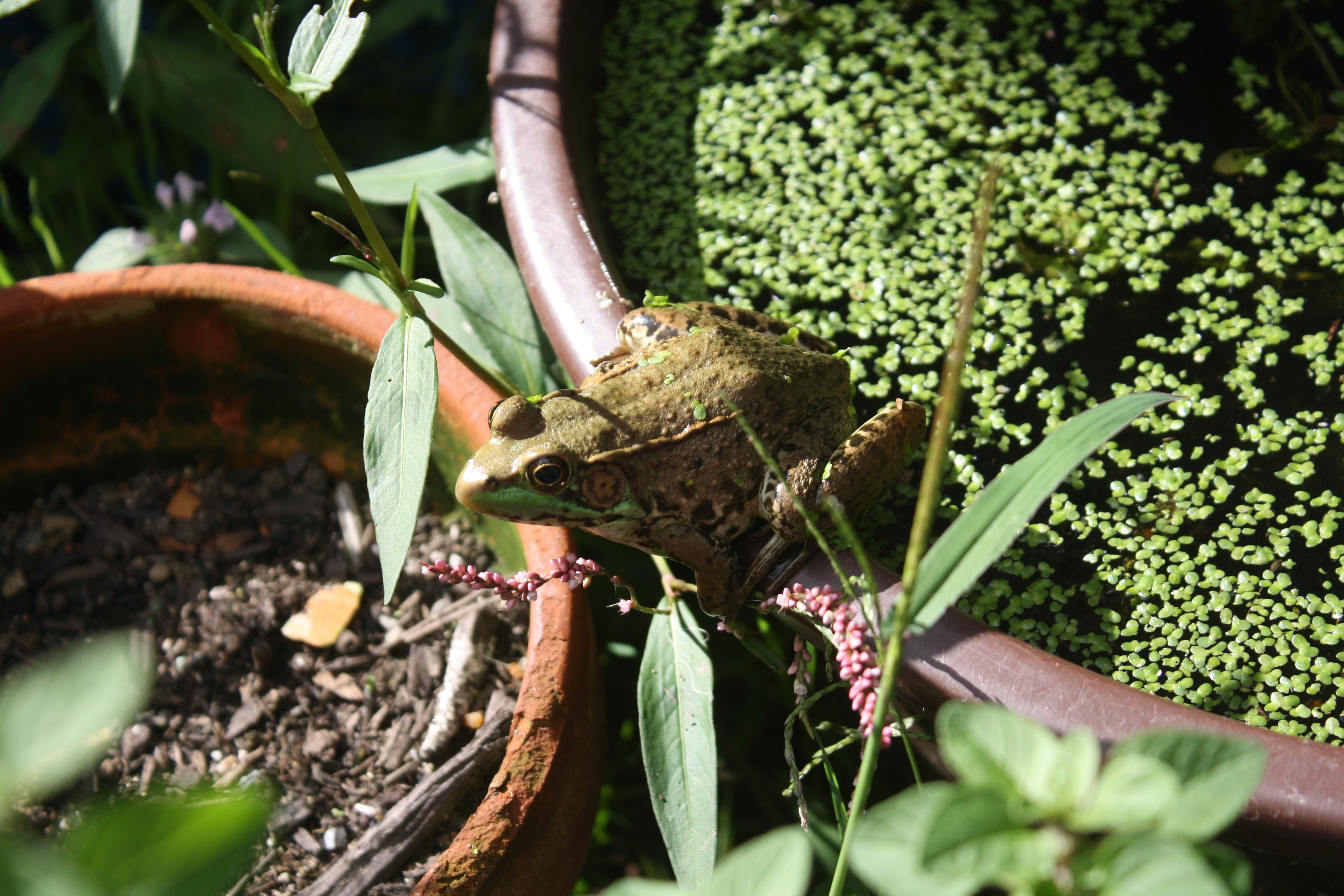 Boofrog the northern green frog. He's technically wild but moved into