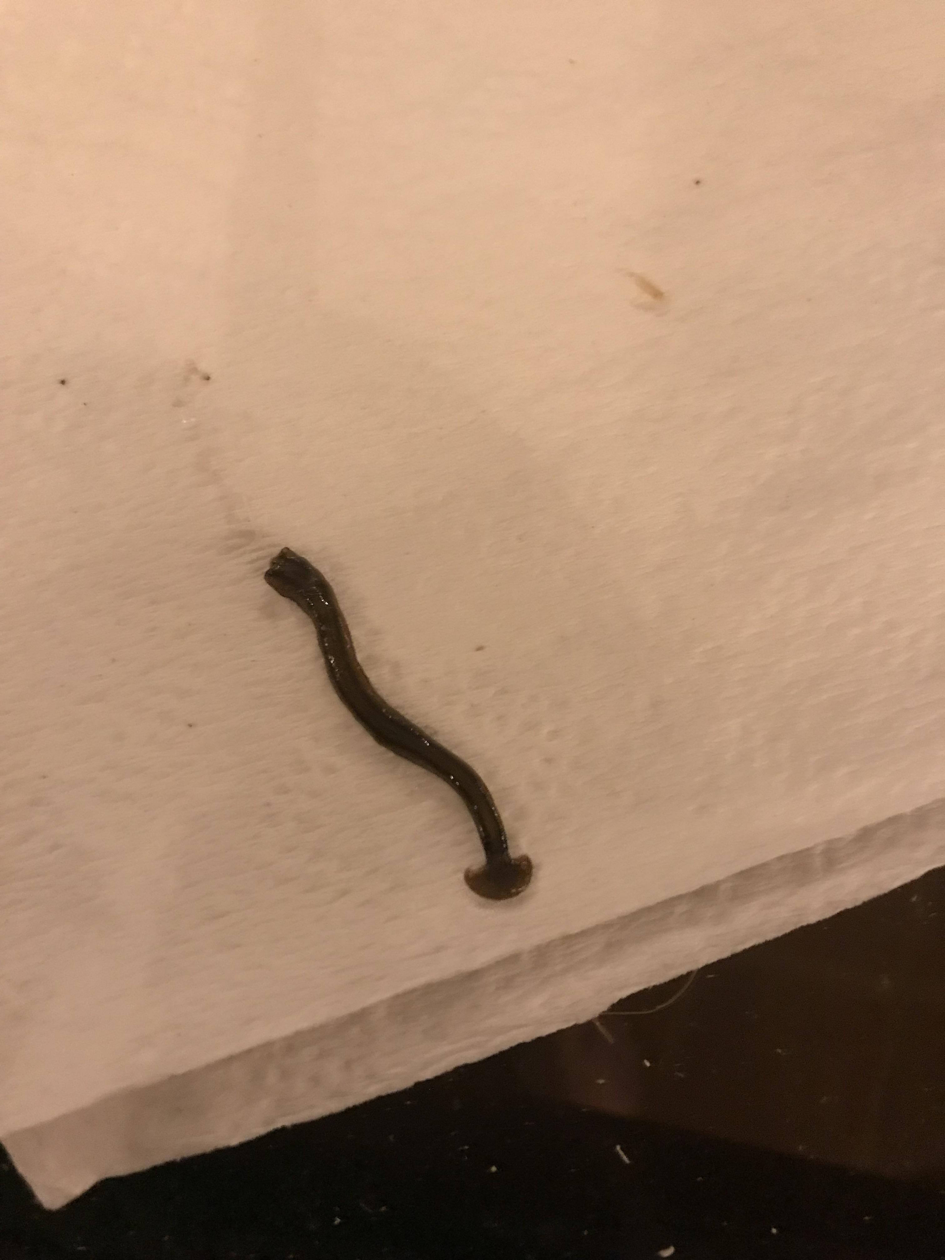 What in the world is this hammerhead worm? Found in He was