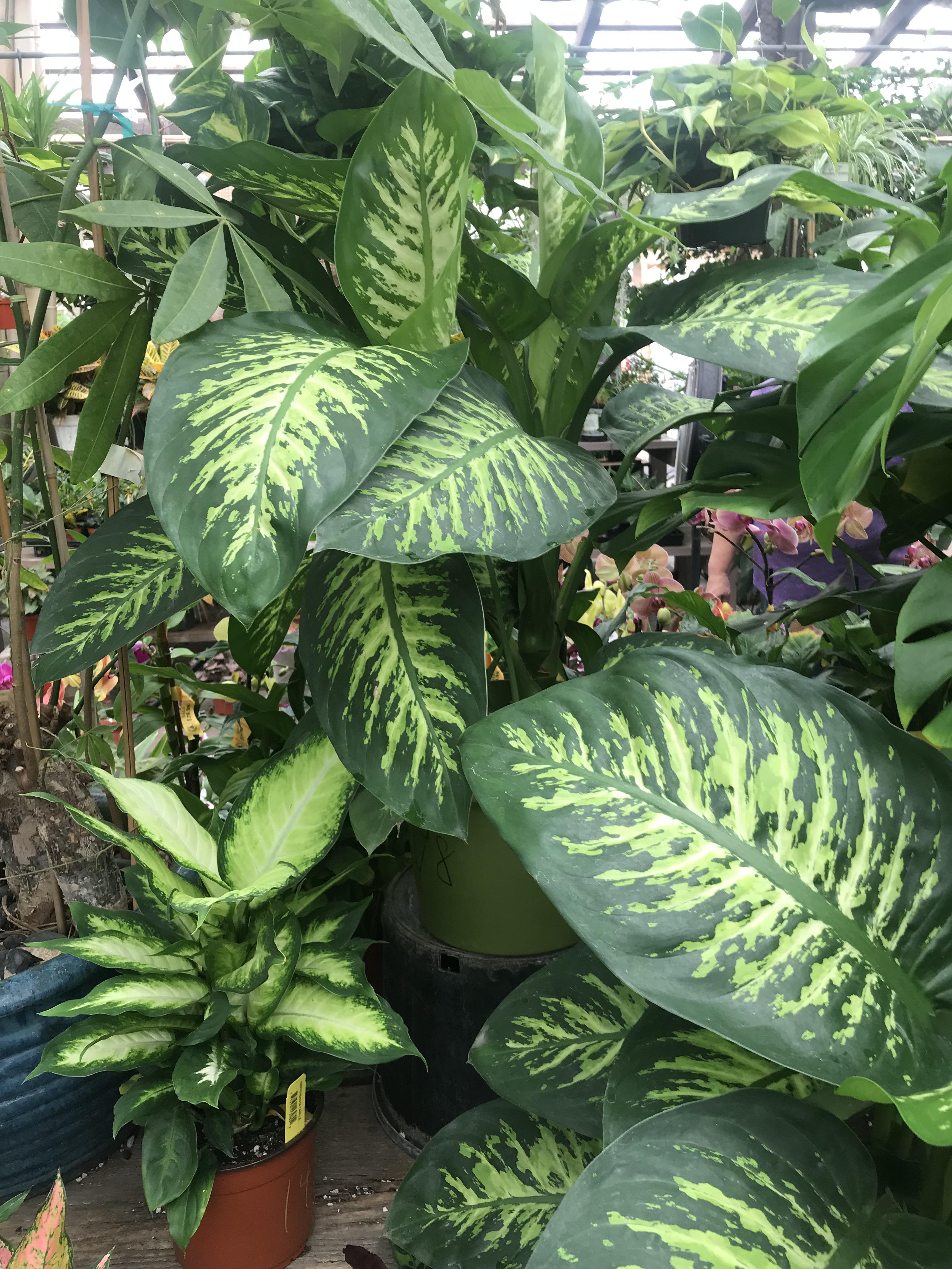 From the indoor portion of the San Gabriel Nursery & Florist in San