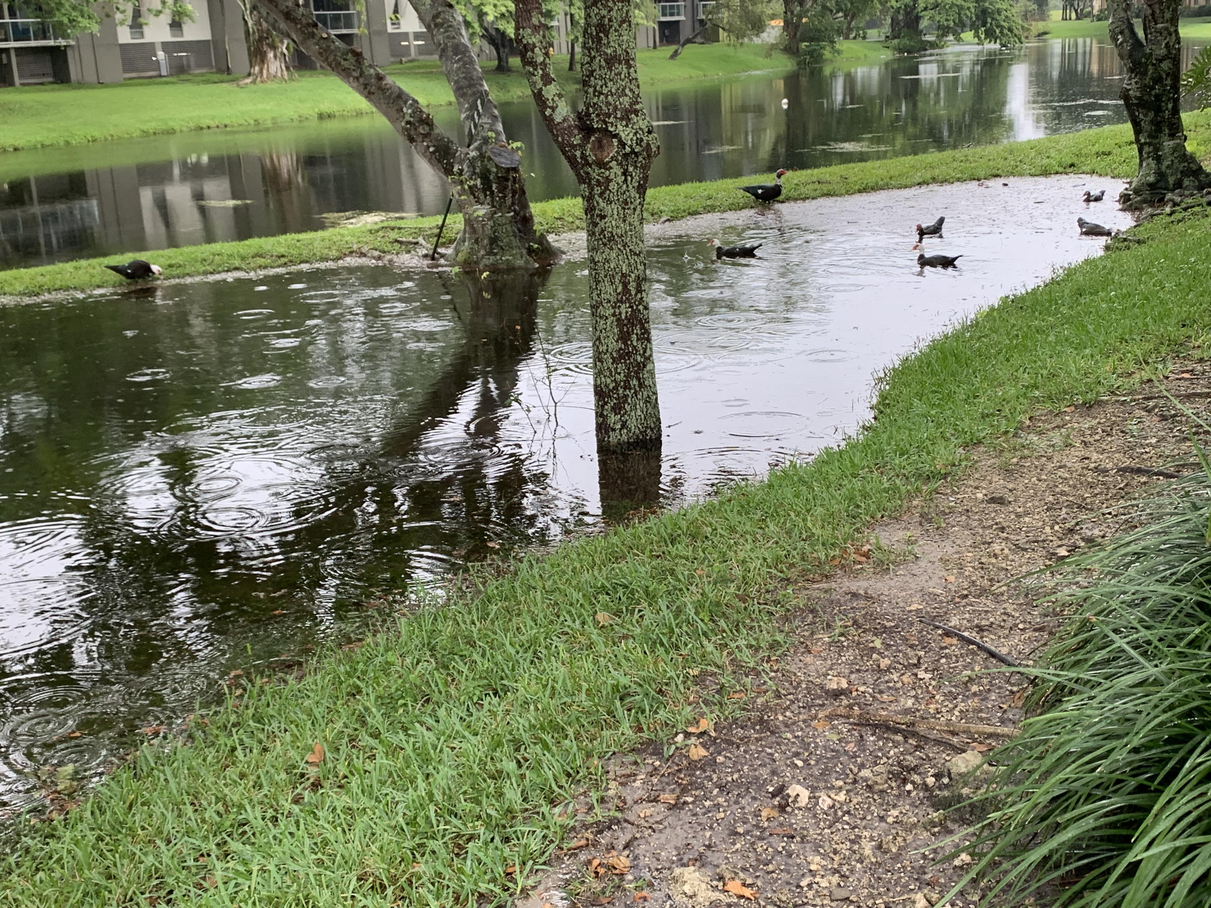 It rained so much today in Florida that a duck pond formed in the grass