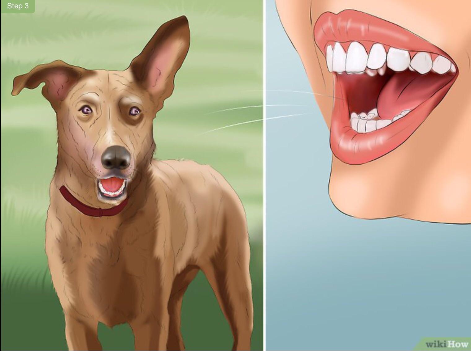 How to inhale dogs r/disneyvacation