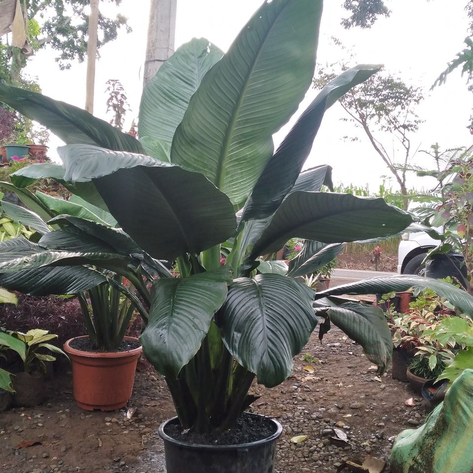 Giant Sensation r/plants