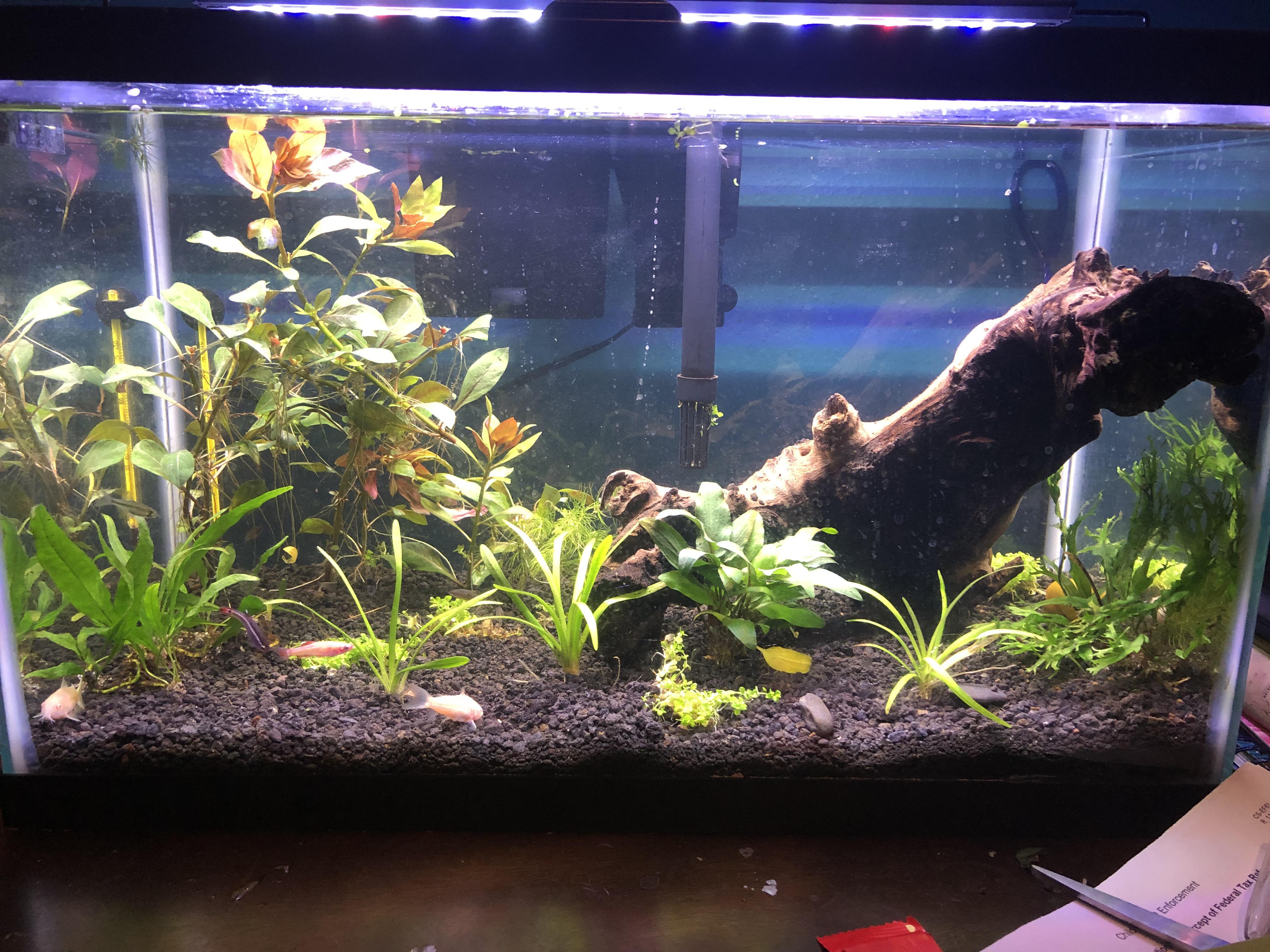 Newly planted (I’m a beginner) tank! PlantedTank