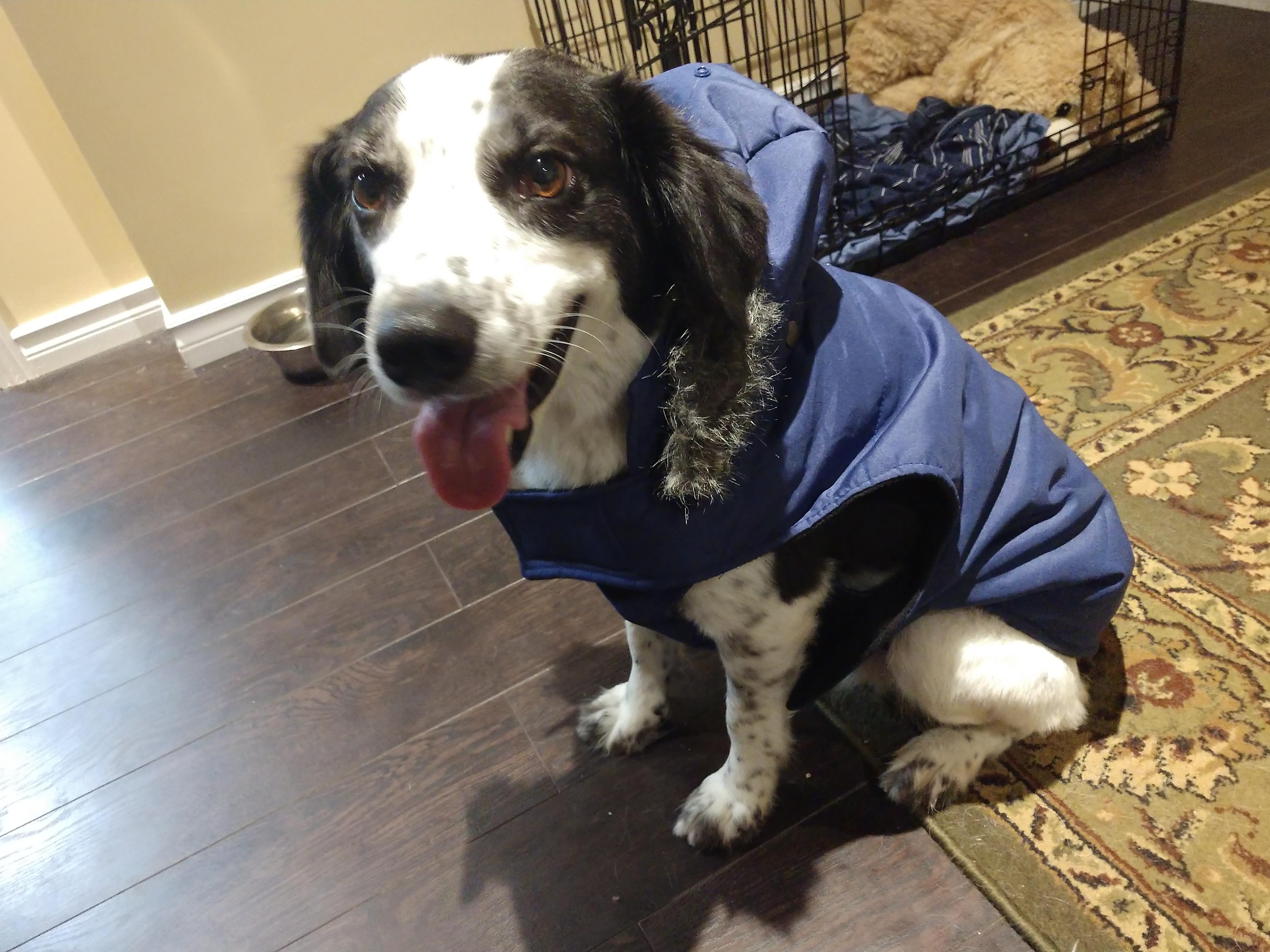 New winter coat 🌨️ ️🇨🇦 r/BorderCollie