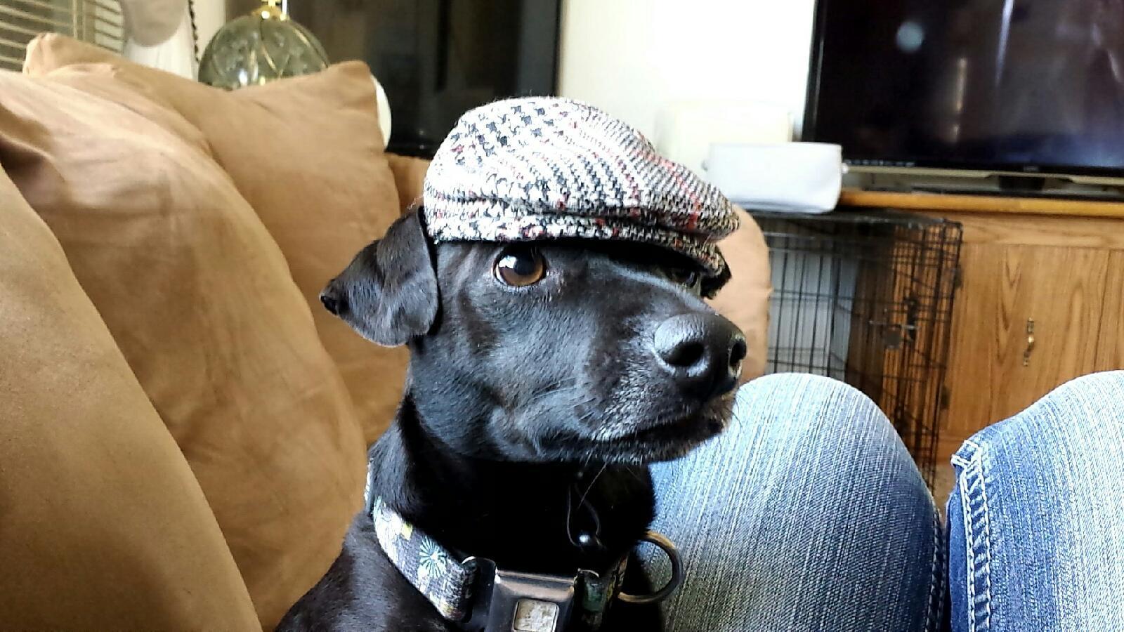 PsBattle Dog wearing newsboy hat