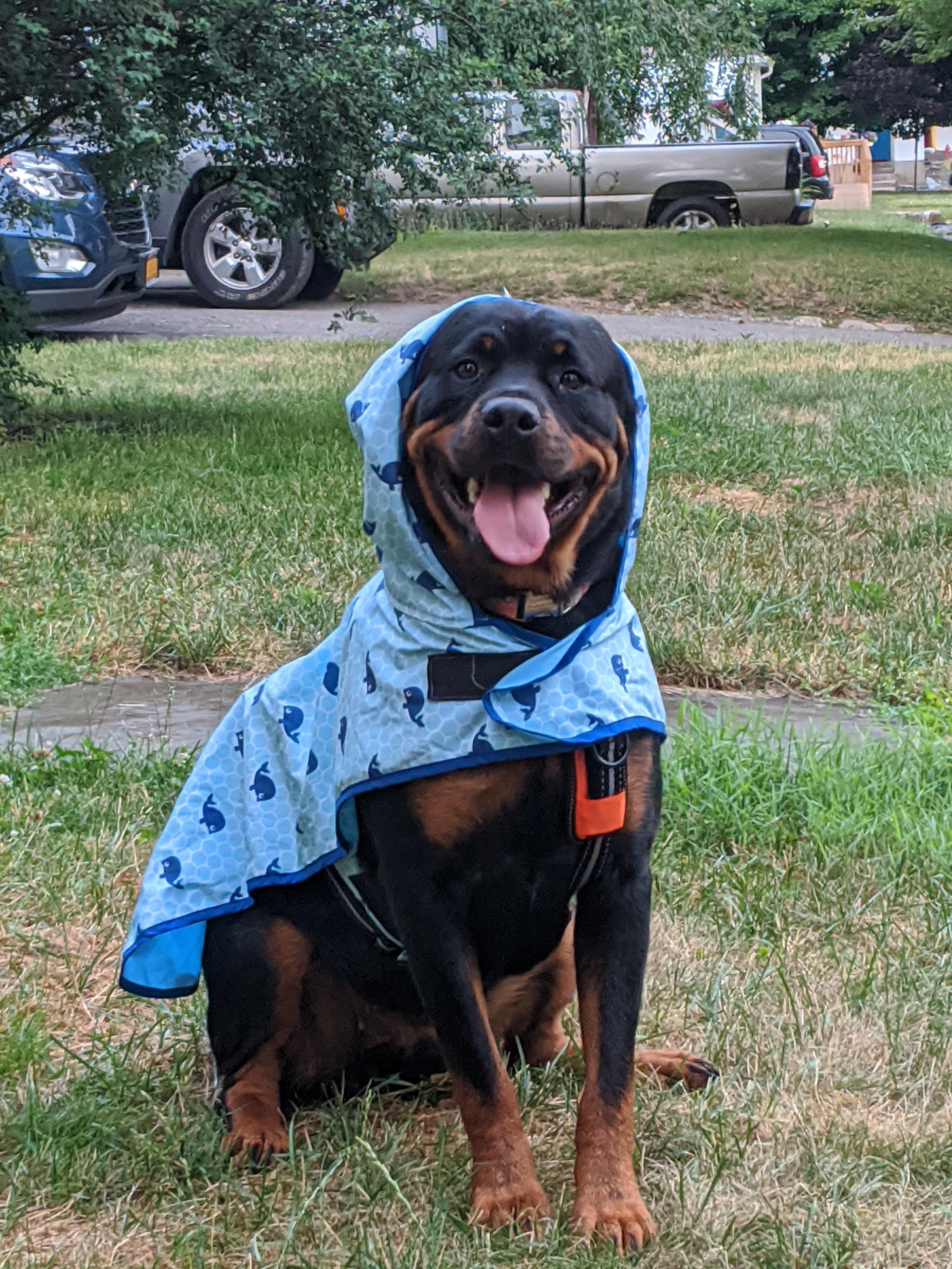 Rain or Shine, Gretchen wants to go on a walk r/Rottweiler