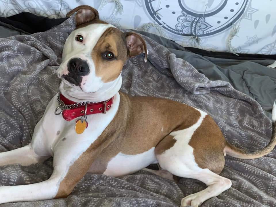 Might be getting a pitbull as my emotional support animal. What do you