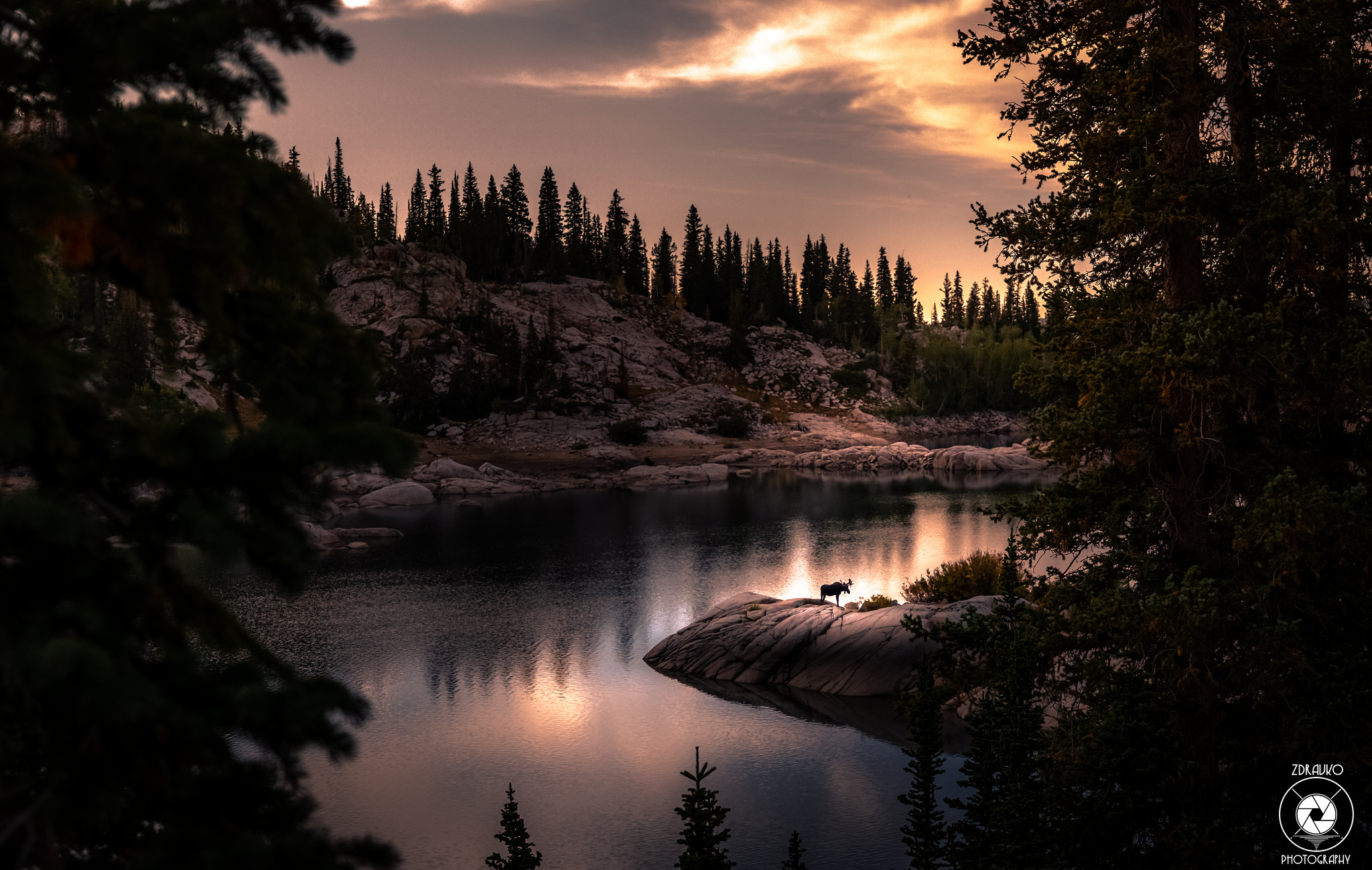 While hiking you get to see nature at its best! Saw this moose during