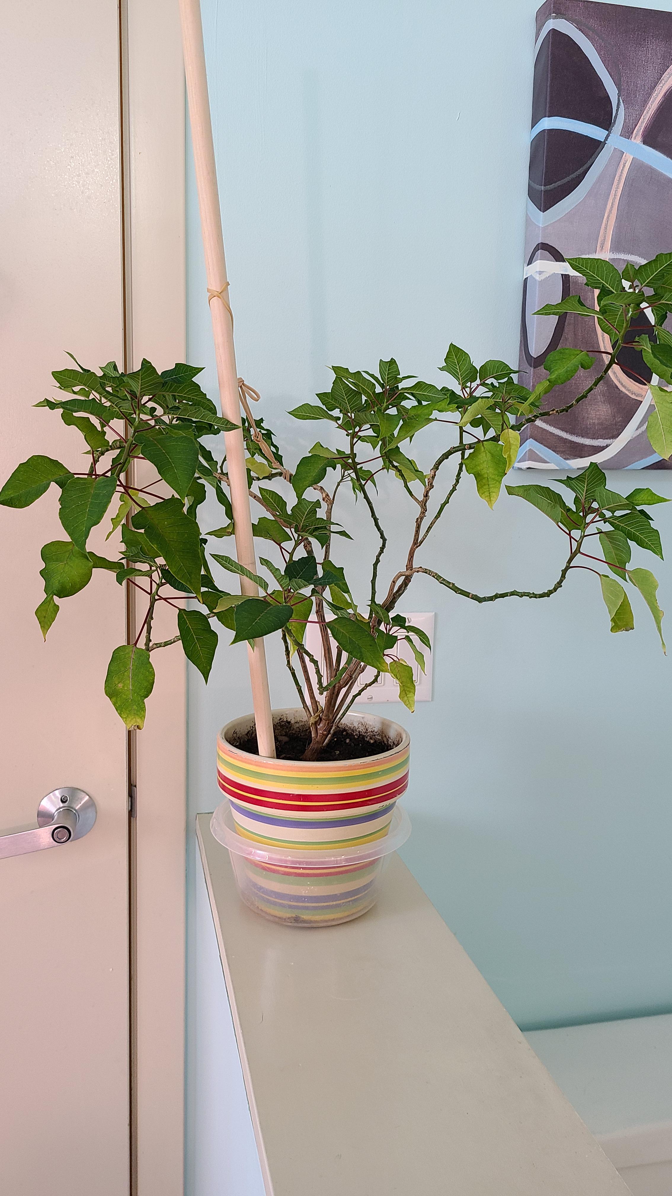 Poinsettia Tree losing leaves suddenly and rapidly they yellow and