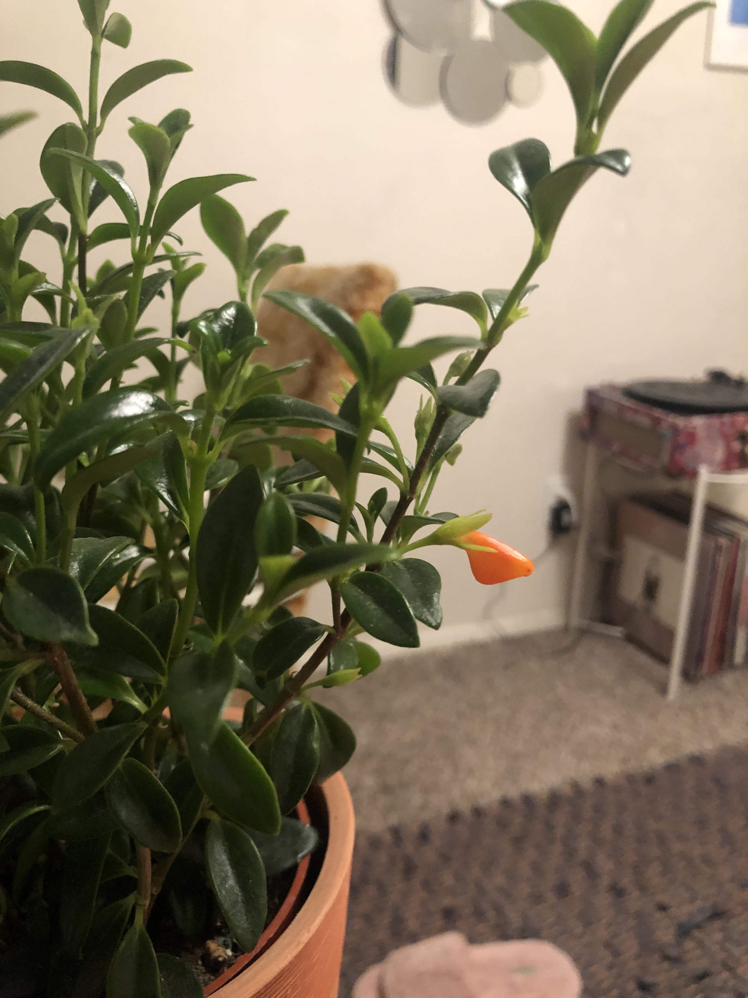 My goldfish plant finally made its first goldfish! 🐠 🧡 r/houseplants