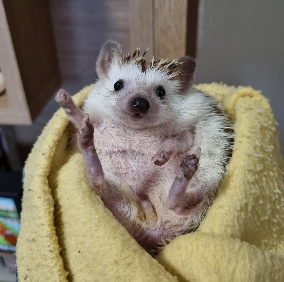 Hullo! Kiwi 👑 r/Hedgehog