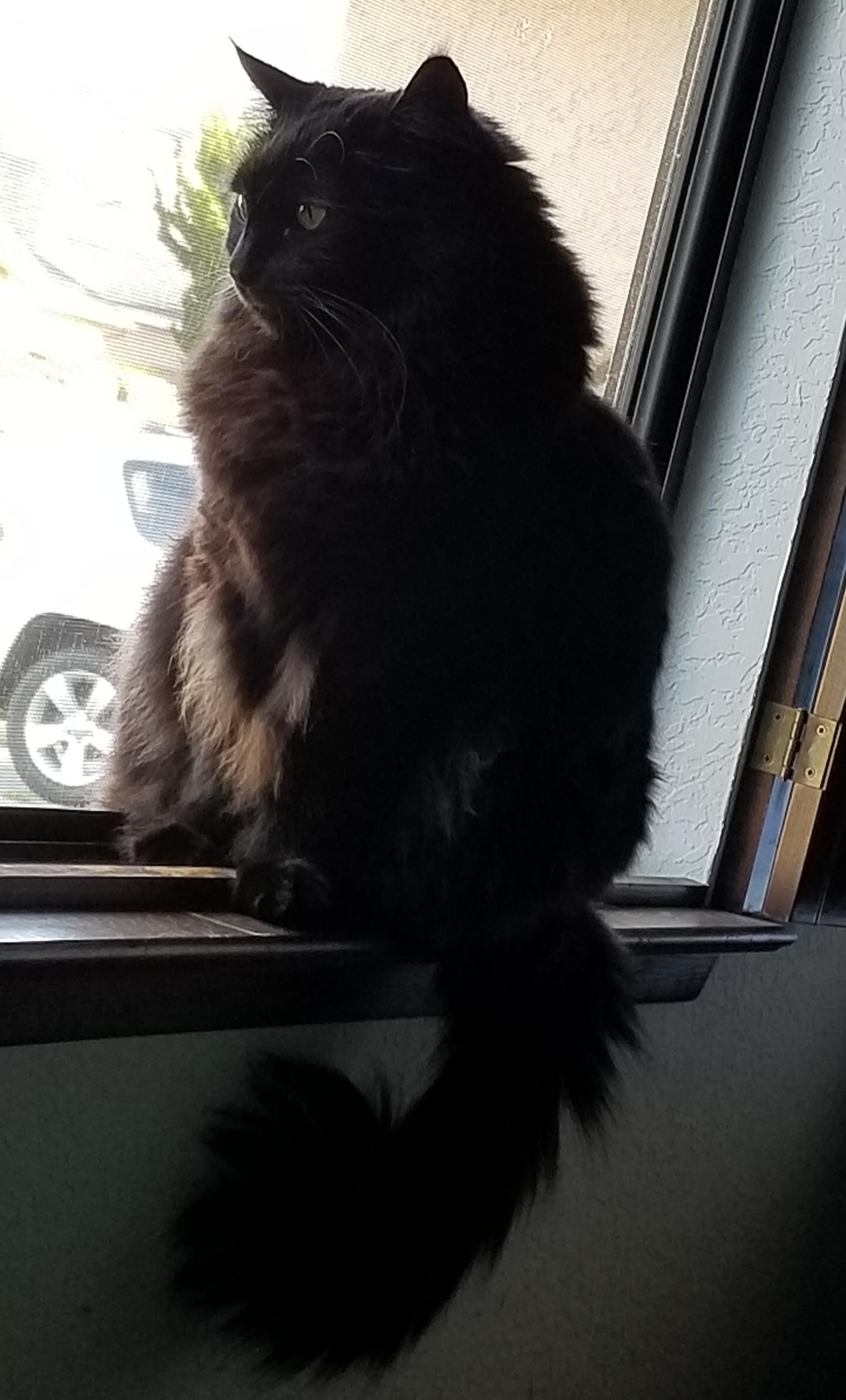 Getting her winter coat! r/cat