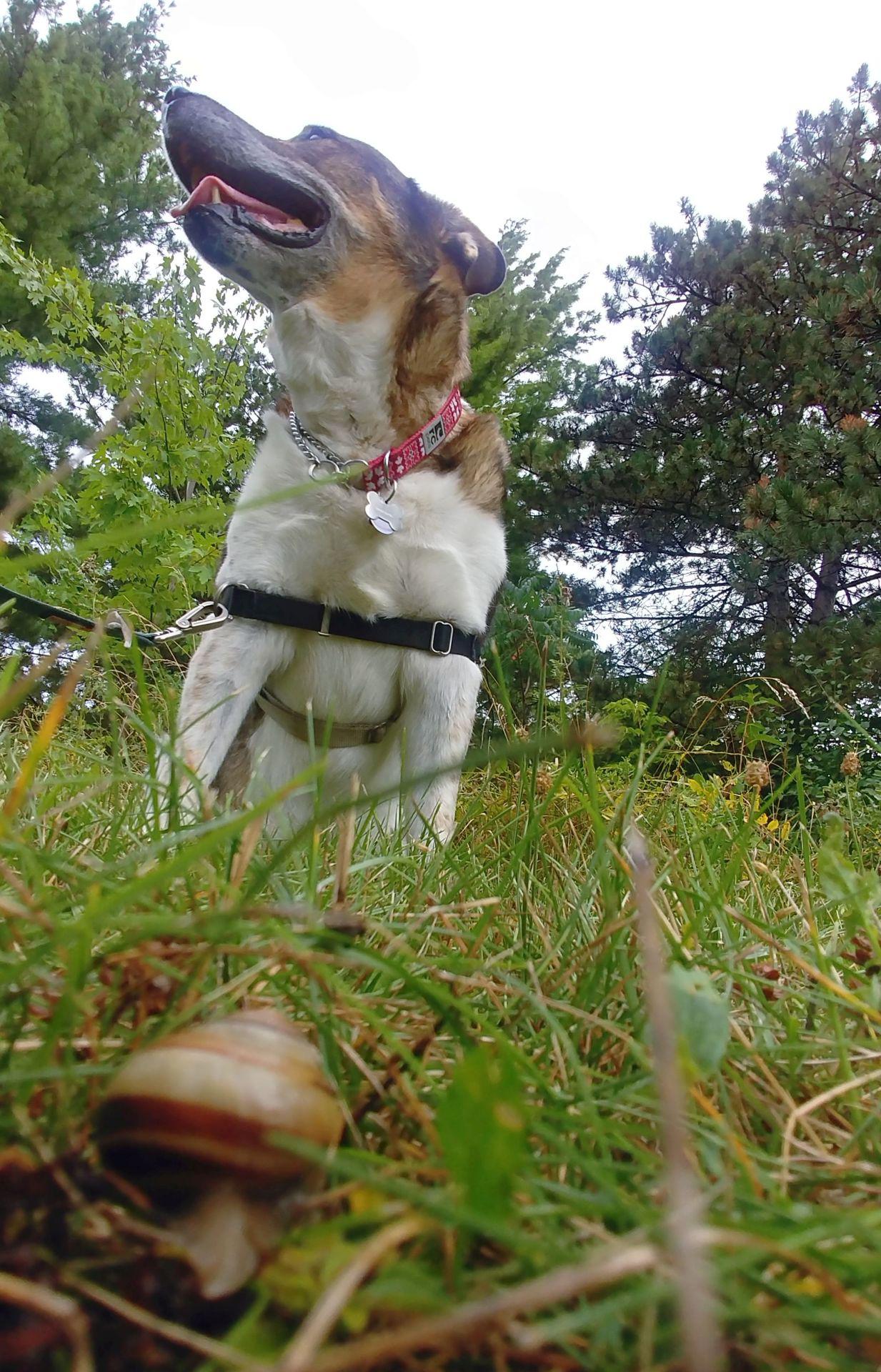 My dog gets hot easily in the summer, so I walk in the shade as much as