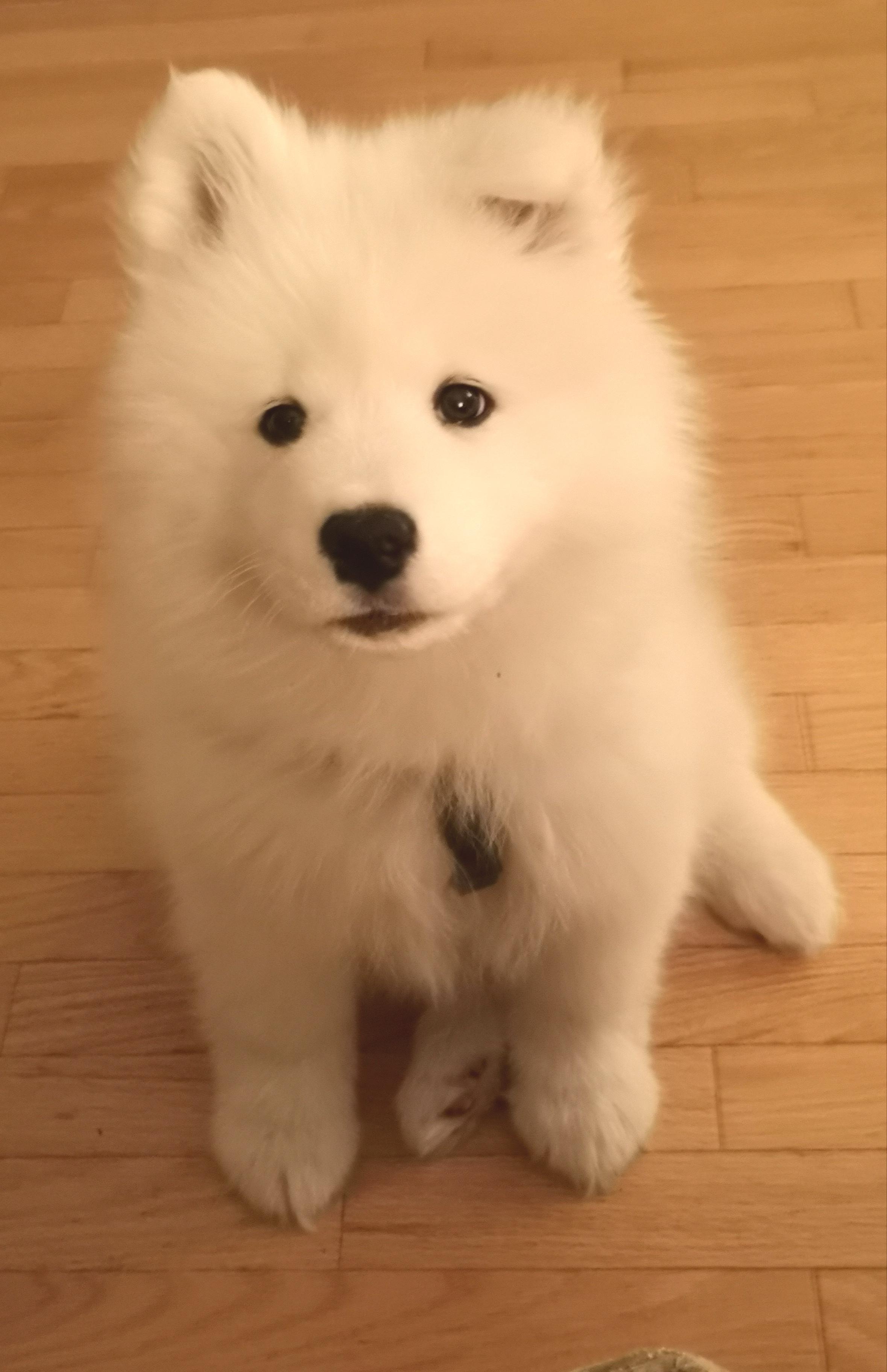 Meet Tidus, our floppyeared puppy Samoyed. samoyeds