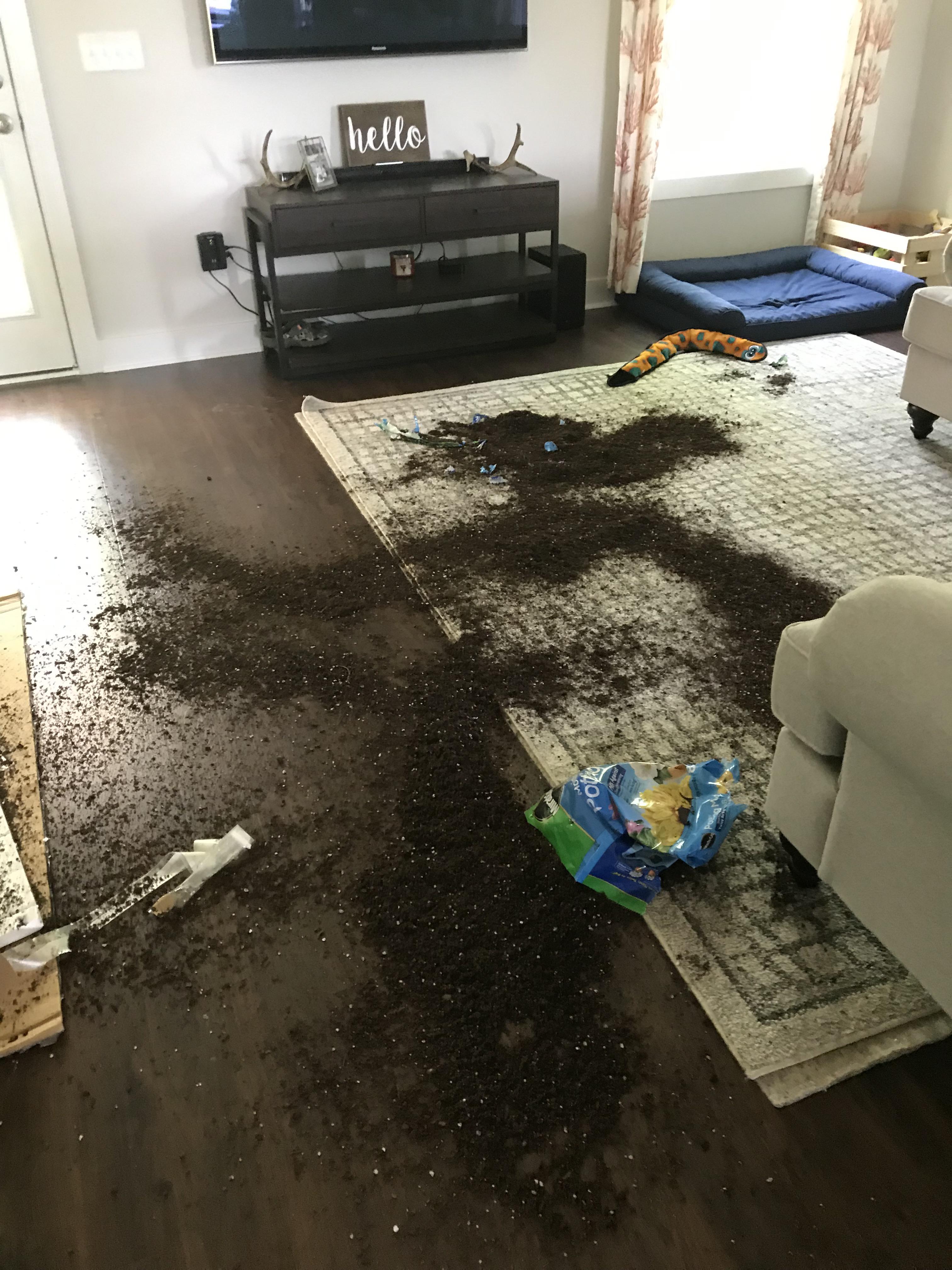 PSA don’t leave bags of dirt in the house while you run errands. r