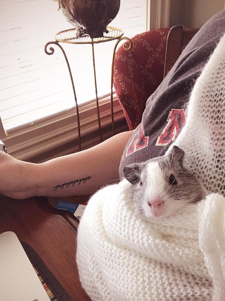 Swaddle me up, Scotty! [xposted /r/aww] r/guineapigs