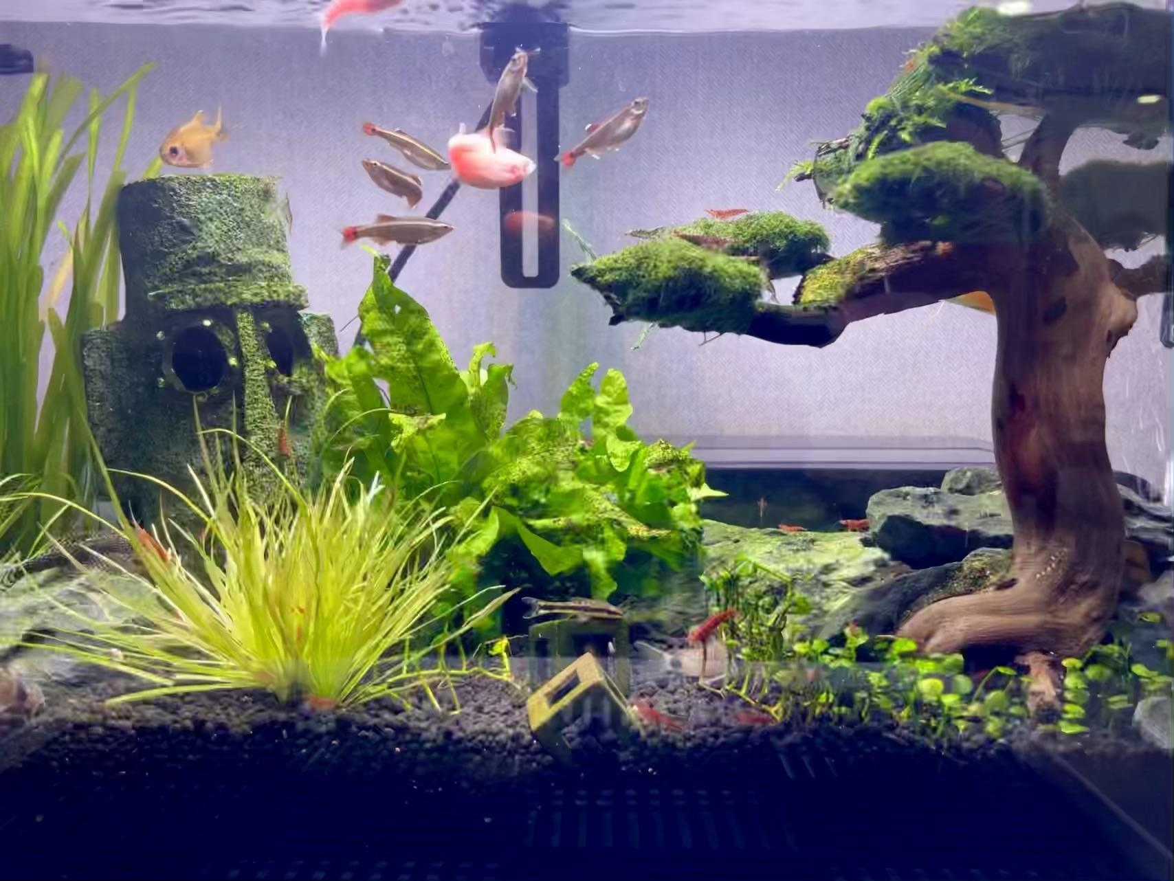 Community tank PlantedTank
